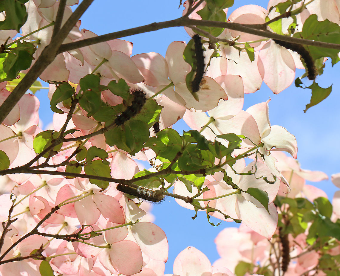 Gypsy Moth (Lymantria dispar) Caterpillars I hiked in my favorite forest in northwestern CT today. It&#039;s a dense, mesic forest in the highlands, which is part of the Berkshires. <br />
<br />
Today, the forest looked quite different. Most of the trees were defoliated, or in the process of becoming so.  It was so uncharacteristically bright and hot in the woods, and all I could hear was the sound of caterpillar frass (poop) falling from the trees. There were gypsy moth caterpillars everywhere I looked - hardwood trees, low vegetation, conifers, on the ground, rocks, etc. They were everywhere. I hope the forest and its creatures can survive this devastation.<br />
<br />
What it usually looks like:<br />
<figure class="photo"><a href="https://www.jungledragon.com/image/67448/northwest_highlands_-_connecticut_usa.html" title="Northwest Highlands - Connecticut, USA"><img src="https://s3.amazonaws.com/media.jungledragon.com/images/3232/67448_thumb.jpg?AWSAccessKeyId=05GMT0V3GWVNE7GGM1R2&Expires=1767225610&Signature=fi5NzlX5E4FKKDz3UkHXkX24%2BVc%3D" width="116" height="152" alt="Northwest Highlands - Connecticut, USA This is a typical forest scene from the Northwest Highlands of Connecticut. Located in the northwest corner of the state, it is part of the Berkshires and is known for its very rocky, hilly terrain and cooler temperatures. It is a heavily forested area (75%) with mesic forests that are dominated by hardwood and conifers. Common trees in the area include: oak, white and red pine, hickory, ash, maple, birch, and eastern hemlock...among others.  There is also a variety of fauna - black bears, deer, coyotes, red fox, hare, raccoons, bobcats, porcupines, otters, fishers, beavers, wild turkeys, ducks, owls, reptiles, amphibians, insects, and plenty of passerine birds!  Fall,Geotagged,Northwest Highlands,United States,berkshires,connecticut" /></a></figure><br />
<br />
I scraped as many egg masses off trees in this forest last autumn as I could. Here is a photo of a mass of dead moths that I took last fall- the females die after laying their eggs. I found hundreds of them:<br />
<figure class="photo"><a href="https://www.jungledragon.com/image/108637/female_gypsy_moths_-_lymantria_dispar.html" title="Female Gypsy Moths - Lymantria dispar"><img src="https://s3.amazonaws.com/media.jungledragon.com/images/3232/108637_thumb.jpg?AWSAccessKeyId=05GMT0V3GWVNE7GGM1R2&Expires=1767225610&Signature=trXNYBiumt2U6fBRh3tqR5S9NNc%3D" width="122" height="152" alt="Female Gypsy Moths - Lymantria dispar I found hundreds of dead, female gypsy moths in this forest. Most were on the ground (at the base of trees), but some died on the trees right after depositing their egg masses on the bark. And, of course, I found lots of egg masses on the trees, many of which I scraped off as we are recommended to do because we have had heavy infestations in recent years that have caused massive defoliation.<br />
<br />
For more info on a recent, particularly bad infestation: https://www.jungledragon.com/image/57133/gypsy_moth_females_with_eggs.html<br />
<br />
Habitat: Mixed forest  <br />
https://www.jungledragon.com/image/108640/gypsy_moth_eggs_-_lymantria_dispar.html<br />
https://www.jungledragon.com/image/108639/female_gypsy_moth_dead_on_her_eggs_-_lymantria_dispar.html<br />
https://www.jungledragon.com/image/108638/female_gypsy_moth_-_lymantria_dispar.html Geotagged,Gypsy moth,Lymantria,Lymantria dispar,Summer,United States,moth" /></a></figure><br />
<br />
Habitat: Mixed, mesic forest<br />
<br />
Today&#039;s photos:<br />
<figure class="photo"><a href="https://www.jungledragon.com/image/116812/gypsy_moth_lymantria_dispar_caterpillar.html" title="Gypsy Moth (Lymantria dispar) Caterpillar"><img src="https://s3.amazonaws.com/media.jungledragon.com/images/3232/116812_thumb.jpg?AWSAccessKeyId=05GMT0V3GWVNE7GGM1R2&Expires=1767225610&Signature=ijBo%2BHNkSMsnboHtyg16OwAk9sw%3D" width="200" height="160" alt="Gypsy Moth (Lymantria dispar) Caterpillar I hiked in my favorite forest in northwestern CT today. It&#039;s a dense, mesic forest in the highlands, which is part of the Berkshires. <br />
<br />
Today, the forest looked quite different. Most of the trees were defoliated, or in the process of becoming so.  It was so uncharacteristically bright and hot in the woods, and all I could hear was the sound of caterpillar frass (poop) falling from the trees. There were gypsy moth caterpillars everywhere I looked - hardwood trees, low vegetation, conifers, on the ground, rocks, etc. They were everywhere. I hope the forest and its creatures can survive this devastation.<br />
<br />
What it usually looks like:<br />
https://www.jungledragon.com/image/67448/northwest_highlands_-_connecticut_usa.html<br />
<br />
I scraped as many egg masses off trees in this forest last autumn as I could. Here is a photo of a mass of dead moths that I took last fall- the females die after laying their eggs. I found hundreds of them:<br />
https://www.jungledragon.com/image/108637/female_gypsy_moths_-_lymantria_dispar.html<br />
<br />
Habitat: Mixed, mesic forest<br />
<br />
Today&#039;s photos:<br />
https://www.jungledragon.com/image/116812/gypsy_moth_lymantria_dispar_caterpillar.html<br />
https://www.jungledragon.com/image/116819/gypsy_moth_lymantria_dispar_caterpillar_damage.html<br />
https://www.jungledragon.com/image/116818/gypsy_moth_lymantria_dispar_caterpillars.html<br />
https://www.jungledragon.com/image/116817/gypsy_moth_lymantria_dispar_caterpillar.html<br />
https://www.jungledragon.com/image/116816/trees_defoliated_by_gypsy_moth_caterpillars_lymantria_dispar.html<br />
https://www.jungledragon.com/image/116814/gypsy_moth_lymantria_dispar_caterpillars.html<br />
https://www.jungledragon.com/image/116813/gypsy_moth_lymantria_dispar_caterpillars.html Geotagged,Gypsy moth,Lymantria dispar,Spring,United States,caterpillar,larva" /></a></figure><br />
<figure class="photo"><a href="https://www.jungledragon.com/image/116819/gypsy_moth_lymantria_dispar_caterpillar_damage.html" title="Gypsy Moth (Lymantria dispar) Caterpillar Damage"><img src="https://s3.amazonaws.com/media.jungledragon.com/images/3232/116819_thumb.jpg?AWSAccessKeyId=05GMT0V3GWVNE7GGM1R2&Expires=1767225610&Signature=GVc7d2F7av19iUjM95OUKE4xbO4%3D" width="200" height="148" alt="Gypsy Moth (Lymantria dispar) Caterpillar Damage I hiked in my favorite forest in northwestern CT today. It&#039;s a dense, mesic forest in the highlands, which is part of the Berkshires. <br />
<br />
Today, the forest looked quite different. Most of the trees were defoliated, or in the process of becoming so.  It was so uncharacteristically bright and hot in the woods, and all I could hear was the sound of caterpillar frass (poop) falling from the trees. There were gypsy moth caterpillars everywhere I looked - hardwood trees, low vegetation, conifers, on the ground, rocks, etc. They were everywhere. I hope the forest and its creatures can survive this devastation.<br />
<br />
What it usually looks like:<br />
https://www.jungledragon.com/image/67448/northwest_highlands_-_connecticut_usa.html<br />
<br />
I scraped as many egg masses off trees in this forest last autumn as I could. Here is a photo of a mass of dead moths that I took last fall- the females die after laying their eggs. I found hundreds of them:<br />
https://www.jungledragon.com/image/108637/female_gypsy_moths_-_lymantria_dispar.html<br />
<br />
Habitat: Mixed, mesic forest<br />
<br />
Today&#039;s photos:<br />
https://www.jungledragon.com/image/116812/gypsy_moth_lymantria_dispar_caterpillar.html<br />
https://www.jungledragon.com/image/116819/gypsy_moth_lymantria_dispar_caterpillar_damage.html<br />
https://www.jungledragon.com/image/116818/gypsy_moth_lymantria_dispar_caterpillars.html<br />
https://www.jungledragon.com/image/116817/gypsy_moth_lymantria_dispar_caterpillar.html<br />
https://www.jungledragon.com/image/116816/trees_defoliated_by_gypsy_moth_caterpillars_lymantria_dispar.html<br />
https://www.jungledragon.com/image/116814/gypsy_moth_lymantria_dispar_caterpillars.html<br />
https://www.jungledragon.com/image/116813/gypsy_moth_lymantria_dispar_caterpillars.html Geotagged,Lymantria dispar,Spring,United States,caterpillar,caterpillar damage,gypsy moth" /></a></figure><br />
<figure class="photo"><a href="https://www.jungledragon.com/image/116818/gypsy_moth_lymantria_dispar_caterpillars.html" title="Gypsy Moth (Lymantria dispar) Caterpillars"><img src="https://s3.amazonaws.com/media.jungledragon.com/images/3232/116818_thumb.jpg?AWSAccessKeyId=05GMT0V3GWVNE7GGM1R2&Expires=1767225610&Signature=RkQi7WllpDLFIOWaQugKKs2lHHw%3D" width="136" height="152" alt="Gypsy Moth (Lymantria dispar) Caterpillars I hiked in my favorite forest in northwestern CT today. It&#039;s a dense, mesic forest in the highlands, which is part of the Berkshires.<br />
<br />
Today, the forest looked quite different. Most of the trees were defoliated, or in the process of becoming so. It was so uncharacteristically bright and hot in the woods, and all I could hear was the sound of caterpillar frass (poop) falling from the trees. There were gypsy moth caterpillars everywhere I looked - hardwood trees, low vegetation, conifers, on the ground, rocks, etc. They were everywhere. I hope the forest and its creatures can survive this devastation.<br />
<br />
What it usually looks like:<br />
https://www.jungledragon.com/image/67448/northwest_highlands_-_connecticut_usa.html<br />
<br />
I scraped as many egg masses off trees in this forest last autumn as I could. Here is a photo of a mass of dead moths that I took last fall- the females die after laying their eggs. I found hundreds of them:<br />
https://www.jungledragon.com/image/108637/female_gypsy_moths_-_lymantria_dispar.html<br />
<br />
Habitat: Mixed, mesic forest<br />
<br />
Today&#039;s photos:<br />
https://www.jungledragon.com/image/116812/gypsy_moth_lymantria_dispar_caterpillar.html<br />
https://www.jungledragon.com/image/116819/gypsy_moth_lymantria_dispar_caterpillar_damage.html<br />
https://www.jungledragon.com/image/116818/gypsy_moth_lymantria_dispar_caterpillars.html<br />
https://www.jungledragon.com/image/116817/gypsy_moth_lymantria_dispar_caterpillar.html<br />
https://www.jungledragon.com/image/116816/trees_defoliated_by_gypsy_moth_caterpillars_lymantria_dispar.html<br />
https://www.jungledragon.com/image/116814/gypsy_moth_lymantria_dispar_caterpillars.html<br />
https://www.jungledragon.com/image/116813/gypsy_moth_lymantria_dispar_caterpillars.html Geotagged,Gypsy moth,Lymantria dispar,Spring,United States,caterpillar,larva" /></a></figure><br />
<figure class="photo"><a href="https://www.jungledragon.com/image/116817/gypsy_moth_lymantria_dispar_caterpillar.html" title="Gypsy Moth (Lymantria dispar) Caterpillar"><img src="https://s3.amazonaws.com/media.jungledragon.com/images/3232/116817_thumb.jpg?AWSAccessKeyId=05GMT0V3GWVNE7GGM1R2&Expires=1767225610&Signature=z9CwK%2FvQr80fTrUiNXKwo07yzFE%3D" width="200" height="118" alt="Gypsy Moth (Lymantria dispar) Caterpillar I hiked in my favorite forest in northwestern CT today. It&#039;s a dense, mesic forest in the highlands, which is part of the Berkshires.<br />
<br />
Today, the forest looked quite different. Most of the trees were defoliated, or in the process of becoming so. It was so uncharacteristically bright and hot in the woods, and all I could hear was the sound of caterpillar frass (poop) falling from the trees. There were gypsy moth caterpillars everywhere I looked - hardwood trees, low vegetation, conifers, on the ground, rocks, etc. They were everywhere. I hope the forest and its creatures can survive this devastation.<br />
<br />
What it usually looks like:<br />
https://www.jungledragon.com/image/67448/northwest_highlands_-_connecticut_usa.html<br />
<br />
I scraped as many egg masses off trees in this forest last autumn as I could. Here is a photo of a mass of dead moths that I took last fall- the females die after laying their eggs. I found hundreds of them:<br />
https://www.jungledragon.com/image/108637/female_gypsy_moths_-_lymantria_dispar.html<br />
<br />
Habitat: Mixed, mesic forest<br />
<br />
Today&#039;s photos:<br />
https://www.jungledragon.com/image/116812/gypsy_moth_lymantria_dispar_caterpillar.html<br />
https://www.jungledragon.com/image/116819/gypsy_moth_lymantria_dispar_caterpillar_damage.html<br />
https://www.jungledragon.com/image/116818/gypsy_moth_lymantria_dispar_caterpillars.html<br />
https://www.jungledragon.com/image/116817/gypsy_moth_lymantria_dispar_caterpillar.html<br />
https://www.jungledragon.com/image/116816/trees_defoliated_by_gypsy_moth_caterpillars_lymantria_dispar.html<br />
https://www.jungledragon.com/image/116814/gypsy_moth_lymantria_dispar_caterpillars.html<br />
https://www.jungledragon.com/image/116813/gypsy_moth_lymantria_dispar_caterpillars.html Geotagged,Gypsy moth,Lymantria dispar,Spring,United States" /></a></figure><br />
<figure class="photo"><a href="https://www.jungledragon.com/image/116816/trees_defoliated_by_gypsy_moth_caterpillars_lymantria_dispar.html" title="Trees Defoliated by Gypsy Moth Caterpillars (Lymantria dispar)"><img src="https://s3.amazonaws.com/media.jungledragon.com/images/3232/116816_thumb.jpg?AWSAccessKeyId=05GMT0V3GWVNE7GGM1R2&Expires=1767225610&Signature=7oLXdnP43Z%2B9EQFvHjXhx07HRnU%3D" width="108" height="152" alt="Trees Defoliated by Gypsy Moth Caterpillars (Lymantria dispar) The leaves are gone.<br />
<br />
I hiked in my favorite forest in northwestern CT today. It&#039;s a dense, mesic forest in the highlands, which is part of the Berkshires. <br />
<br />
Today, the forest looked quite different. Most of the trees were defoliated, or in the process of becoming so.  It was so uncharacteristically bright and hot in the woods, and all I could hear was the sound of caterpillar frass (poop) falling from the trees. There were gypsy moth caterpillars everywhere I looked - hardwood trees, low vegetation, conifers, on the ground, rocks, etc. They were everywhere. I hope the forest and its creatures can survive this devastation.<br />
<br />
What it usually looks like:<br />
https://www.jungledragon.com/image/67448/northwest_highlands_-_connecticut_usa.html<br />
<br />
I scraped as many egg masses off trees in this forest last autumn as I could. Here is a photo of a mass of dead moths that I took last fall- the females die after laying their eggs. I found hundreds of them:<br />
https://www.jungledragon.com/image/108637/female_gypsy_moths_-_lymantria_dispar.html<br />
<br />
Habitat: Mixed, mesic forest<br />
<br />
Today&#039;s photos:<br />
https://www.jungledragon.com/image/116812/gypsy_moth_lymantria_dispar_caterpillar.html<br />
https://www.jungledragon.com/image/116819/gypsy_moth_lymantria_dispar_caterpillar_damage.html<br />
https://www.jungledragon.com/image/116818/gypsy_moth_lymantria_dispar_caterpillars.html<br />
https://www.jungledragon.com/image/116817/gypsy_moth_lymantria_dispar_caterpillar.html<br />
https://www.jungledragon.com/image/116816/trees_defoliated_by_gypsy_moth_caterpillars_lymantria_dispar.html<br />
https://www.jungledragon.com/image/116814/gypsy_moth_lymantria_dispar_caterpillars.html<br />
https://www.jungledragon.com/image/116813/gypsy_moth_lymantria_dispar_caterpillars.html Geotagged,Lymantria dispar,Spring,United States,caterpillar,defoliated trees,gypsy moth" /></a></figure><br />
<figure class="photo"><a href="https://www.jungledragon.com/image/116814/gypsy_moth_lymantria_dispar_caterpillars.html" title="Gypsy Moth (Lymantria dispar) Caterpillars"><img src="https://s3.amazonaws.com/media.jungledragon.com/images/3232/116814_thumb.jpg?AWSAccessKeyId=05GMT0V3GWVNE7GGM1R2&Expires=1767225610&Signature=Eo0ywkL4FGU06G1%2FqS2eCsufFJQ%3D" width="200" height="162" alt="Gypsy Moth (Lymantria dispar) Caterpillars I hiked in my favorite forest in northwestern CT today. It&#039;s a dense, mesic forest in the highlands, which is part of the Berkshires. <br />
<br />
Today, the forest looked quite different. Most of the trees were defoliated, or in the process of becoming so.  It was so uncharacteristically bright and hot in the woods, and all I could hear was the sound of caterpillar frass (poop) falling from the trees. There were gypsy moth caterpillars everywhere I looked - hardwood trees, low vegetation, conifers, on the ground, rocks, etc. They were everywhere. I hope the forest and its creatures can survive this devastation.<br />
<br />
What it usually looks like:<br />
https://www.jungledragon.com/image/67448/northwest_highlands_-_connecticut_usa.html<br />
<br />
I scraped as many egg masses off trees in this forest last autumn as I could. Here is a photo of a mass of dead moths that I took last fall- the females die after laying their eggs. I found hundreds of them:<br />
https://www.jungledragon.com/image/108637/female_gypsy_moths_-_lymantria_dispar.html<br />
<br />
Habitat: Mixed, mesic forest<br />
<br />
Today&#039;s photos:<br />
https://www.jungledragon.com/image/116812/gypsy_moth_lymantria_dispar_caterpillar.html<br />
https://www.jungledragon.com/image/116819/gypsy_moth_lymantria_dispar_caterpillar_damage.html<br />
https://www.jungledragon.com/image/116818/gypsy_moth_lymantria_dispar_caterpillars.html<br />
https://www.jungledragon.com/image/116817/gypsy_moth_lymantria_dispar_caterpillar.html<br />
https://www.jungledragon.com/image/116816/trees_defoliated_by_gypsy_moth_caterpillars_lymantria_dispar.html<br />
https://www.jungledragon.com/image/116814/gypsy_moth_lymantria_dispar_caterpillars.html<br />
https://www.jungledragon.com/image/116813/gypsy_moth_lymantria_dispar_caterpillars.html Geotagged,Gypsy moth,Lymantria dispar,Spring,United States" /></a></figure><br />
<figure class="photo"><a href="https://www.jungledragon.com/image/116813/gypsy_moth_lymantria_dispar_caterpillars.html" title="Gypsy Moth (Lymantria dispar) Caterpillars"><img src="https://s3.amazonaws.com/media.jungledragon.com/images/3232/116813_thumb.jpg?AWSAccessKeyId=05GMT0V3GWVNE7GGM1R2&Expires=1767225610&Signature=kaV5rtQLeJcNDbckF%2B0GJJCM330%3D" width="120" height="152" alt="Gypsy Moth (Lymantria dispar) Caterpillars Even the conifers were defoliated.<br />
<br />
I hiked in my favorite forest in northwestern CT today. It&#039;s a dense, mesic forest in the highlands, which is part of the Berkshires. <br />
<br />
Today, the forest looked quite different. Most of the trees were defoliated, or in the process of becoming so.  It was so uncharacteristically bright and hot in the woods, and all I could hear was the sound of caterpillar frass (poop) falling from the trees. There were gypsy moth caterpillars everywhere I looked - hardwood trees, low vegetation, conifers, on the ground, rocks, etc. They were everywhere. I hope the forest and its creatures can survive this devastation.<br />
<br />
What it usually looks like:<br />
https://www.jungledragon.com/image/67448/northwest_highlands_-_connecticut_usa.html<br />
<br />
I scraped as many egg masses off trees in this forest last autumn as I could. Here is a photo of a mass of dead moths that I took last fall- the females die after laying their eggs. I found hundreds of them:<br />
https://www.jungledragon.com/image/108637/female_gypsy_moths_-_lymantria_dispar.html<br />
<br />
Habitat: Mixed, mesic forest<br />
<br />
Today&#039;s photos:<br />
https://www.jungledragon.com/image/116812/gypsy_moth_lymantria_dispar_caterpillar.html<br />
https://www.jungledragon.com/image/116819/gypsy_moth_lymantria_dispar_caterpillar_damage.html<br />
https://www.jungledragon.com/image/116818/gypsy_moth_lymantria_dispar_caterpillars.html<br />
https://www.jungledragon.com/image/116817/gypsy_moth_lymantria_dispar_caterpillar.html<br />
https://www.jungledragon.com/image/116816/trees_defoliated_by_gypsy_moth_caterpillars_lymantria_dispar.html<br />
https://www.jungledragon.com/image/116814/gypsy_moth_lymantria_dispar_caterpillars.html<br />
https://www.jungledragon.com/image/116813/gypsy_moth_lymantria_dispar_caterpillars.html Geotagged,Gypsy moth,Lymantria dispar,Spring,United States" /></a></figure> Geotagged,Gypsy moth,Lymantria dispar,Spring,United States