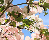 Gypsy Moth (Lymantria dispar) Caterpillars I hiked in my favorite forest in northwestern CT today. It's a dense, mesic forest in the highlands, which is part of the Berkshires. <br />
<br />
Today, the forest looked quite different. Most of the trees were defoliated, or in the process of becoming so. It was so uncharacteristically bright and hot in the woods, and all I could hear was the sound of caterpillar frass (poop) falling from the trees. There were gypsy moth caterpillars everywhere I looked - hardwood trees, low vegetation, conifers, on the ground, rocks, etc. They were everywhere. I hope the forest and its creatures can survive this devastation.<br />
<br />
What it usually looks like:<br />
https://www.jungledragon.com/image/67448/northwest_highlands_-_connecticut_usa.html<br />
<br />
I scraped as many egg masses off trees in this forest last autumn as I could. Here is a photo of a mass of dead moths that I took last fall- the females die after laying their eggs. I found hundreds of them:<br />
https://www.jungledragon.com/image/108637/female_gypsy_moths_-_lymantria_dispar.html<br />
<br />
Habitat: Mixed, mesic forest<br />
<br />
Today's photos:<br />
https://www.jungledragon.com/image/116812/gypsy_moth_lymantria_dispar_caterpillar.html<br />
https://www.jungledragon.com/image/116819/gypsy_moth_lymantria_dispar_caterpillar_damage.html<br />
https://www.jungledragon.com/image/116818/gypsy_moth_lymantria_dispar_caterpillars.html<br />
https://www.jungledragon.com/image/116817/gypsy_moth_lymantria_dispar_caterpillar.html<br />
https://www.jungledragon.com/image/116816/trees_defoliated_by_gypsy_moth_caterpillars_lymantria_dispar.html<br />
https://www.jungledragon.com/image/116814/gypsy_moth_lymantria_dispar_caterpillars.html<br />
https://www.jungledragon.com/image/116813/gypsy_moth_lymantria_dispar_caterpillars.html Geotagged,Gypsy moth,Lymantria dispar,Spring,United States