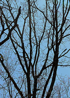 Trees Defoliated by Gypsy Moth Caterpillars (Lymantria dispar) The leaves are gone.

I hiked in my favorite forest in northwestern CT today. It's a dense, mesic forest in the highlands, which is part of the Berkshires. 

Today, the forest looked quite different. Most of the trees were defoliated, or in the process of becoming so.  It was so uncharacteristically bright and hot in the woods, and all I could hear was the sound of caterpillar frass (poop) falling from the trees. There were gypsy moth caterpillars everywhere I looked - hardwood trees, low vegetation, conifers, on the ground, rocks, etc. They were everywhere. I hope the forest and its creatures can survive this devastation.

What it usually looks like:
https://www.jungledragon.com/image/67448/northwest_highlands_-_connecticut_usa.html

I scraped as many egg masses off trees in this forest last autumn as I could. Here is a photo of a mass of dead moths that I took last fall- the females die after laying their eggs. I found hundreds of them:
https://www.jungledragon.com/image/108637/female_gypsy_moths_-_lymantria_dispar.html

Habitat: Mixed, mesic forest

Today's photos:
https://www.jungledragon.com/image/116812/gypsy_moth_lymantria_dispar_caterpillar.html
https://www.jungledragon.com/image/116819/gypsy_moth_lymantria_dispar_caterpillar_damage.html
https://www.jungledragon.com/image/116818/gypsy_moth_lymantria_dispar_caterpillars.html
https://www.jungledragon.com/image/116817/gypsy_moth_lymantria_dispar_caterpillar.html
https://www.jungledragon.com/image/116816/trees_defoliated_by_gypsy_moth_caterpillars_lymantria_dispar.html
https://www.jungledragon.com/image/116814/gypsy_moth_lymantria_dispar_caterpillars.html
https://www.jungledragon.com/image/116813/gypsy_moth_lymantria_dispar_caterpillars.html Geotagged,Lymantria dispar,Spring,United States,caterpillar,defoliated trees,gypsy moth