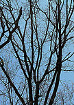 Trees Defoliated by Gypsy Moth Caterpillars (Lymantria dispar) The leaves are gone.<br />
<br />
I hiked in my favorite forest in northwestern CT today. It's a dense, mesic forest in the highlands, which is part of the Berkshires. <br />
<br />
Today, the forest looked quite different. Most of the trees were defoliated, or in the process of becoming so.  It was so uncharacteristically bright and hot in the woods, and all I could hear was the sound of caterpillar frass (poop) falling from the trees. There were gypsy moth caterpillars everywhere I looked - hardwood trees, low vegetation, conifers, on the ground, rocks, etc. They were everywhere. I hope the forest and its creatures can survive this devastation.<br />
<br />
What it usually looks like:<br />
https://www.jungledragon.com/image/67448/northwest_highlands_-_connecticut_usa.html<br />
<br />
I scraped as many egg masses off trees in this forest last autumn as I could. Here is a photo of a mass of dead moths that I took last fall- the females die after laying their eggs. I found hundreds of them:<br />
https://www.jungledragon.com/image/108637/female_gypsy_moths_-_lymantria_dispar.html<br />
<br />
Habitat: Mixed, mesic forest<br />
<br />
Today's photos:<br />
https://www.jungledragon.com/image/116812/gypsy_moth_lymantria_dispar_caterpillar.html<br />
https://www.jungledragon.com/image/116819/gypsy_moth_lymantria_dispar_caterpillar_damage.html<br />
https://www.jungledragon.com/image/116818/gypsy_moth_lymantria_dispar_caterpillars.html<br />
https://www.jungledragon.com/image/116817/gypsy_moth_lymantria_dispar_caterpillar.html<br />
https://www.jungledragon.com/image/116816/trees_defoliated_by_gypsy_moth_caterpillars_lymantria_dispar.html<br />
https://www.jungledragon.com/image/116814/gypsy_moth_lymantria_dispar_caterpillars.html<br />
https://www.jungledragon.com/image/116813/gypsy_moth_lymantria_dispar_caterpillars.html Geotagged,Lymantria dispar,Spring,United States,caterpillar,defoliated trees,gypsy moth