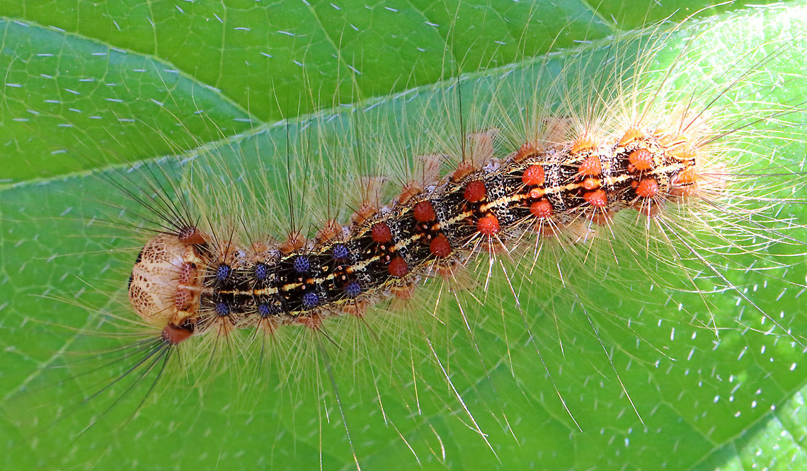 Gypsy Moth (Lymantria dispar) Caterpillar I hiked in my favorite forest in northwestern CT today. It's a dense, mesic forest in the highlands, which is part of the Berkshires.<br />
<br />
Today, the forest looked quite different. Most of the trees were defoliated, or in the process of becoming so. It was so uncharacteristically bright and hot in the woods, and all I could hear was the sound of caterpillar frass (poop) falling from the trees. There were gypsy moth caterpillars everywhere I looked - hardwood trees, low vegetation, conifers, on the ground, rocks, etc. They were everywhere. I hope the forest and its creatures can survive this devastation.<br />
<br />
What it usually looks like:<br />
<figure class="photo"><a href="https://www.jungledragon.com/image/67448/northwest_highlands_-_connecticut_usa.html" title="Northwest Highlands - Connecticut, USA"><img src="https://s3.amazonaws.com/media.jungledragon.com/images/3232/67448_thumb.jpg?AWSAccessKeyId=05GMT0V3GWVNE7GGM1R2&Expires=1763596810&Signature=XTAd4bxmv6GyUmyxmwgGCBZFcNM%3D" width="116" height="152" alt="Northwest Highlands - Connecticut, USA This is a typical forest scene from the Northwest Highlands of Connecticut. Located in the northwest corner of the state, it is part of the Berkshires and is known for its very rocky, hilly terrain and cooler temperatures. It is a heavily forested area (75%) with mesic forests that are dominated by hardwood and conifers. Common trees in the area include: oak, white and red pine, hickory, ash, maple, birch, and eastern hemlock...among others. There is also a variety of fauna - black bears, deer, coyotes, red fox, hare, raccoons, bobcats, porcupines, otters, fishers, beavers, wild turkeys, ducks, owls, reptiles, amphibians, insects, and plenty of passerine birds! Fall,Geotagged,Northwest Highlands,United States,berkshires,connecticut" /></a></figure><br />
<br />
I scraped as many egg masses off trees in this forest last autumn as I could. Here is a photo of a mass of dead moths that I took last fall- the females die after laying their eggs. I found hundreds of them:<br />
<figure class="photo"><a href="https://www.jungledragon.com/image/108637/female_gypsy_moths_-_lymantria_dispar.html" title="Female Gypsy Moths - Lymantria dispar"><img src="https://s3.amazonaws.com/media.jungledragon.com/images/3232/108637_thumb.jpg?AWSAccessKeyId=05GMT0V3GWVNE7GGM1R2&Expires=1763596810&Signature=i6sY2UBaXxKBzUadxnqmbTmQ9kA%3D" width="122" height="152" alt="Female Gypsy Moths - Lymantria dispar I found hundreds of dead, female gypsy moths in this forest. Most were on the ground (at the base of trees), but some died on the trees right after depositing their egg masses on the bark. And, of course, I found lots of egg masses on the trees, many of which I scraped off as we are recommended to do because we have had heavy infestations in recent years that have caused massive defoliation.<br />
<br />
For more info on a recent, particularly bad infestation: https://www.jungledragon.com/image/57133/gypsy_moth_females_with_eggs.html<br />
<br />
Habitat: Mixed forest <br />
https://www.jungledragon.com/image/108640/gypsy_moth_eggs_-_lymantria_dispar.html<br />
https://www.jungledragon.com/image/108639/female_gypsy_moth_dead_on_her_eggs_-_lymantria_dispar.html<br />
https://www.jungledragon.com/image/108638/female_gypsy_moth_-_lymantria_dispar.html Geotagged,Gypsy moth,Lymantria,Lymantria dispar,Summer,United States,moth" /></a></figure><br />
<br />
Habitat: Mixed, mesic forest<br />
<br />
Today's photos:<br />
<figure class="photo"><a href="https://www.jungledragon.com/image/116812/gypsy_moth_lymantria_dispar_caterpillar.html" title="Gypsy Moth (Lymantria dispar) Caterpillar"><img src="https://s3.amazonaws.com/media.jungledragon.com/images/3232/116812_thumb.jpg?AWSAccessKeyId=05GMT0V3GWVNE7GGM1R2&Expires=1763596810&Signature=3TjRkii%2BbgJ3Vs%2Fgcr5aWLGfsKI%3D" width="200" height="160" alt="Gypsy Moth (Lymantria dispar) Caterpillar I hiked in my favorite forest in northwestern CT today. It's a dense, mesic forest in the highlands, which is part of the Berkshires. <br />
<br />
Today, the forest looked quite different. Most of the trees were defoliated, or in the process of becoming so. It was so uncharacteristically bright and hot in the woods, and all I could hear was the sound of caterpillar frass (poop) falling from the trees. There were gypsy moth caterpillars everywhere I looked - hardwood trees, low vegetation, conifers, on the ground, rocks, etc. They were everywhere. I hope the forest and its creatures can survive this devastation.<br />
<br />
What it usually looks like:<br />
https://www.jungledragon.com/image/67448/northwest_highlands_-_connecticut_usa.html<br />
<br />
I scraped as many egg masses off trees in this forest last autumn as I could. Here is a photo of a mass of dead moths that I took last fall- the females die after laying their eggs. I found hundreds of them:<br />
https://www.jungledragon.com/image/108637/female_gypsy_moths_-_lymantria_dispar.html<br />
<br />
Habitat: Mixed, mesic forest<br />
<br />
Today's photos:<br />
https://www.jungledragon.com/image/116812/gypsy_moth_lymantria_dispar_caterpillar.html<br />
https://www.jungledragon.com/image/116819/gypsy_moth_lymantria_dispar_caterpillar_damage.html<br />
https://www.jungledragon.com/image/116818/gypsy_moth_lymantria_dispar_caterpillars.html<br />
https://www.jungledragon.com/image/116817/gypsy_moth_lymantria_dispar_caterpillar.html<br />
https://www.jungledragon.com/image/116816/trees_defoliated_by_gypsy_moth_caterpillars_lymantria_dispar.html<br />
https://www.jungledragon.com/image/116814/gypsy_moth_lymantria_dispar_caterpillars.html<br />
https://www.jungledragon.com/image/116813/gypsy_moth_lymantria_dispar_caterpillars.html Geotagged,Gypsy moth,Lymantria dispar,Spring,United States,caterpillar,larva" /></a></figure><br />
<figure class="photo"><a href="https://www.jungledragon.com/image/116819/gypsy_moth_lymantria_dispar_caterpillar_damage.html" title="Gypsy Moth (Lymantria dispar) Caterpillar Damage"><img src="https://s3.amazonaws.com/media.jungledragon.com/images/3232/116819_thumb.jpg?AWSAccessKeyId=05GMT0V3GWVNE7GGM1R2&Expires=1763596810&Signature=hzwzICl%2BmJ%2BqNme6RiQ%2BlZK0AU0%3D" width="200" height="148" alt="Gypsy Moth (Lymantria dispar) Caterpillar Damage I hiked in my favorite forest in northwestern CT today. It's a dense, mesic forest in the highlands, which is part of the Berkshires. <br />
<br />
Today, the forest looked quite different. Most of the trees were defoliated, or in the process of becoming so. It was so uncharacteristically bright and hot in the woods, and all I could hear was the sound of caterpillar frass (poop) falling from the trees. There were gypsy moth caterpillars everywhere I looked - hardwood trees, low vegetation, conifers, on the ground, rocks, etc. They were everywhere. I hope the forest and its creatures can survive this devastation.<br />
<br />
What it usually looks like:<br />
https://www.jungledragon.com/image/67448/northwest_highlands_-_connecticut_usa.html<br />
<br />
I scraped as many egg masses off trees in this forest last autumn as I could. Here is a photo of a mass of dead moths that I took last fall- the females die after laying their eggs. I found hundreds of them:<br />
https://www.jungledragon.com/image/108637/female_gypsy_moths_-_lymantria_dispar.html<br />
<br />
Habitat: Mixed, mesic forest<br />
<br />
Today's photos:<br />
https://www.jungledragon.com/image/116812/gypsy_moth_lymantria_dispar_caterpillar.html<br />
https://www.jungledragon.com/image/116819/gypsy_moth_lymantria_dispar_caterpillar_damage.html<br />
https://www.jungledragon.com/image/116818/gypsy_moth_lymantria_dispar_caterpillars.html<br />
https://www.jungledragon.com/image/116817/gypsy_moth_lymantria_dispar_caterpillar.html<br />
https://www.jungledragon.com/image/116816/trees_defoliated_by_gypsy_moth_caterpillars_lymantria_dispar.html<br />
https://www.jungledragon.com/image/116814/gypsy_moth_lymantria_dispar_caterpillars.html<br />
https://www.jungledragon.com/image/116813/gypsy_moth_lymantria_dispar_caterpillars.html Geotagged,Lymantria dispar,Spring,United States,caterpillar,caterpillar damage,gypsy moth" /></a></figure><br />
<figure class="photo"><a href="https://www.jungledragon.com/image/116818/gypsy_moth_lymantria_dispar_caterpillars.html" title="Gypsy Moth (Lymantria dispar) Caterpillars"><img src="https://s3.amazonaws.com/media.jungledragon.com/images/3232/116818_thumb.jpg?AWSAccessKeyId=05GMT0V3GWVNE7GGM1R2&Expires=1763596810&Signature=XyHtpBPwY2PxAPLorSbEZZYD0E0%3D" width="136" height="152" alt="Gypsy Moth (Lymantria dispar) Caterpillars I hiked in my favorite forest in northwestern CT today. It's a dense, mesic forest in the highlands, which is part of the Berkshires.<br />
<br />
Today, the forest looked quite different. Most of the trees were defoliated, or in the process of becoming so. It was so uncharacteristically bright and hot in the woods, and all I could hear was the sound of caterpillar frass (poop) falling from the trees. There were gypsy moth caterpillars everywhere I looked - hardwood trees, low vegetation, conifers, on the ground, rocks, etc. They were everywhere. I hope the forest and its creatures can survive this devastation.<br />
<br />
What it usually looks like:<br />
https://www.jungledragon.com/image/67448/northwest_highlands_-_connecticut_usa.html<br />
<br />
I scraped as many egg masses off trees in this forest last autumn as I could. Here is a photo of a mass of dead moths that I took last fall- the females die after laying their eggs. I found hundreds of them:<br />
https://www.jungledragon.com/image/108637/female_gypsy_moths_-_lymantria_dispar.html<br />
<br />
Habitat: Mixed, mesic forest<br />
<br />
Today's photos:<br />
https://www.jungledragon.com/image/116812/gypsy_moth_lymantria_dispar_caterpillar.html<br />
https://www.jungledragon.com/image/116819/gypsy_moth_lymantria_dispar_caterpillar_damage.html<br />
https://www.jungledragon.com/image/116818/gypsy_moth_lymantria_dispar_caterpillars.html<br />
https://www.jungledragon.com/image/116817/gypsy_moth_lymantria_dispar_caterpillar.html<br />
https://www.jungledragon.com/image/116816/trees_defoliated_by_gypsy_moth_caterpillars_lymantria_dispar.html<br />
https://www.jungledragon.com/image/116814/gypsy_moth_lymantria_dispar_caterpillars.html<br />
https://www.jungledragon.com/image/116813/gypsy_moth_lymantria_dispar_caterpillars.html Geotagged,Gypsy moth,Lymantria dispar,Spring,United States,caterpillar,larva" /></a></figure><br />
<figure class="photo"><a href="https://www.jungledragon.com/image/116817/gypsy_moth_lymantria_dispar_caterpillar.html" title="Gypsy Moth (Lymantria dispar) Caterpillar"><img src="https://s3.amazonaws.com/media.jungledragon.com/images/3232/116817_thumb.jpg?AWSAccessKeyId=05GMT0V3GWVNE7GGM1R2&Expires=1763596810&Signature=rBFrS72bCNUYZTR%2Br5Tlp7DYuJ0%3D" width="200" height="118" alt="Gypsy Moth (Lymantria dispar) Caterpillar I hiked in my favorite forest in northwestern CT today. It's a dense, mesic forest in the highlands, which is part of the Berkshires.<br />
<br />
Today, the forest looked quite different. Most of the trees were defoliated, or in the process of becoming so. It was so uncharacteristically bright and hot in the woods, and all I could hear was the sound of caterpillar frass (poop) falling from the trees. There were gypsy moth caterpillars everywhere I looked - hardwood trees, low vegetation, conifers, on the ground, rocks, etc. They were everywhere. I hope the forest and its creatures can survive this devastation.<br />
<br />
What it usually looks like:<br />
https://www.jungledragon.com/image/67448/northwest_highlands_-_connecticut_usa.html<br />
<br />
I scraped as many egg masses off trees in this forest last autumn as I could. Here is a photo of a mass of dead moths that I took last fall- the females die after laying their eggs. I found hundreds of them:<br />
https://www.jungledragon.com/image/108637/female_gypsy_moths_-_lymantria_dispar.html<br />
<br />
Habitat: Mixed, mesic forest<br />
<br />
Today's photos:<br />
https://www.jungledragon.com/image/116812/gypsy_moth_lymantria_dispar_caterpillar.html<br />
https://www.jungledragon.com/image/116819/gypsy_moth_lymantria_dispar_caterpillar_damage.html<br />
https://www.jungledragon.com/image/116818/gypsy_moth_lymantria_dispar_caterpillars.html<br />
https://www.jungledragon.com/image/116817/gypsy_moth_lymantria_dispar_caterpillar.html<br />
https://www.jungledragon.com/image/116816/trees_defoliated_by_gypsy_moth_caterpillars_lymantria_dispar.html<br />
https://www.jungledragon.com/image/116814/gypsy_moth_lymantria_dispar_caterpillars.html<br />
https://www.jungledragon.com/image/116813/gypsy_moth_lymantria_dispar_caterpillars.html Geotagged,Gypsy moth,Lymantria dispar,Spring,United States" /></a></figure><br />
<figure class="photo"><a href="https://www.jungledragon.com/image/116816/trees_defoliated_by_gypsy_moth_caterpillars_lymantria_dispar.html" title="Trees Defoliated by Gypsy Moth Caterpillars (Lymantria dispar)"><img src="https://s3.amazonaws.com/media.jungledragon.com/images/3232/116816_thumb.jpg?AWSAccessKeyId=05GMT0V3GWVNE7GGM1R2&Expires=1763596810&Signature=CHw%2B3HzhGinCyH9tdMGyNFHVrm8%3D" width="108" height="152" alt="Trees Defoliated by Gypsy Moth Caterpillars (Lymantria dispar) The leaves are gone.<br />
<br />
I hiked in my favorite forest in northwestern CT today. It's a dense, mesic forest in the highlands, which is part of the Berkshires. <br />
<br />
Today, the forest looked quite different. Most of the trees were defoliated, or in the process of becoming so. It was so uncharacteristically bright and hot in the woods, and all I could hear was the sound of caterpillar frass (poop) falling from the trees. There were gypsy moth caterpillars everywhere I looked - hardwood trees, low vegetation, conifers, on the ground, rocks, etc. They were everywhere. I hope the forest and its creatures can survive this devastation.<br />
<br />
What it usually looks like:<br />
https://www.jungledragon.com/image/67448/northwest_highlands_-_connecticut_usa.html<br />
<br />
I scraped as many egg masses off trees in this forest last autumn as I could. Here is a photo of a mass of dead moths that I took last fall- the females die after laying their eggs. I found hundreds of them:<br />
https://www.jungledragon.com/image/108637/female_gypsy_moths_-_lymantria_dispar.html<br />
<br />
Habitat: Mixed, mesic forest<br />
<br />
Today's photos:<br />
https://www.jungledragon.com/image/116812/gypsy_moth_lymantria_dispar_caterpillar.html<br />
https://www.jungledragon.com/image/116819/gypsy_moth_lymantria_dispar_caterpillar_damage.html<br />
https://www.jungledragon.com/image/116818/gypsy_moth_lymantria_dispar_caterpillars.html<br />
https://www.jungledragon.com/image/116817/gypsy_moth_lymantria_dispar_caterpillar.html<br />
https://www.jungledragon.com/image/116816/trees_defoliated_by_gypsy_moth_caterpillars_lymantria_dispar.html<br />
https://www.jungledragon.com/image/116814/gypsy_moth_lymantria_dispar_caterpillars.html<br />
https://www.jungledragon.com/image/116813/gypsy_moth_lymantria_dispar_caterpillars.html Geotagged,Lymantria dispar,Spring,United States,caterpillar,defoliated trees,gypsy moth" /></a></figure><br />
<figure class="photo"><a href="https://www.jungledragon.com/image/116814/gypsy_moth_lymantria_dispar_caterpillars.html" title="Gypsy Moth (Lymantria dispar) Caterpillars"><img src="https://s3.amazonaws.com/media.jungledragon.com/images/3232/116814_thumb.jpg?AWSAccessKeyId=05GMT0V3GWVNE7GGM1R2&Expires=1763596810&Signature=IzfUH%2FACl%2B9qa5rMq2u0ysz2SU4%3D" width="200" height="162" alt="Gypsy Moth (Lymantria dispar) Caterpillars I hiked in my favorite forest in northwestern CT today. It's a dense, mesic forest in the highlands, which is part of the Berkshires. <br />
<br />
Today, the forest looked quite different. Most of the trees were defoliated, or in the process of becoming so. It was so uncharacteristically bright and hot in the woods, and all I could hear was the sound of caterpillar frass (poop) falling from the trees. There were gypsy moth caterpillars everywhere I looked - hardwood trees, low vegetation, conifers, on the ground, rocks, etc. They were everywhere. I hope the forest and its creatures can survive this devastation.<br />
<br />
What it usually looks like:<br />
https://www.jungledragon.com/image/67448/northwest_highlands_-_connecticut_usa.html<br />
<br />
I scraped as many egg masses off trees in this forest last autumn as I could. Here is a photo of a mass of dead moths that I took last fall- the females die after laying their eggs. I found hundreds of them:<br />
https://www.jungledragon.com/image/108637/female_gypsy_moths_-_lymantria_dispar.html<br />
<br />
Habitat: Mixed, mesic forest<br />
<br />
Today's photos:<br />
https://www.jungledragon.com/image/116812/gypsy_moth_lymantria_dispar_caterpillar.html<br />
https://www.jungledragon.com/image/116819/gypsy_moth_lymantria_dispar_caterpillar_damage.html<br />
https://www.jungledragon.com/image/116818/gypsy_moth_lymantria_dispar_caterpillars.html<br />
https://www.jungledragon.com/image/116817/gypsy_moth_lymantria_dispar_caterpillar.html<br />
https://www.jungledragon.com/image/116816/trees_defoliated_by_gypsy_moth_caterpillars_lymantria_dispar.html<br />
https://www.jungledragon.com/image/116814/gypsy_moth_lymantria_dispar_caterpillars.html<br />
https://www.jungledragon.com/image/116813/gypsy_moth_lymantria_dispar_caterpillars.html Geotagged,Gypsy moth,Lymantria dispar,Spring,United States" /></a></figure><br />
<figure class="photo"><a href="https://www.jungledragon.com/image/116813/gypsy_moth_lymantria_dispar_caterpillars.html" title="Gypsy Moth (Lymantria dispar) Caterpillars"><img src="https://s3.amazonaws.com/media.jungledragon.com/images/3232/116813_thumb.jpg?AWSAccessKeyId=05GMT0V3GWVNE7GGM1R2&Expires=1763596810&Signature=5ciIsLGxe5FoVqJbaON9gSYZlo8%3D" width="120" height="152" alt="Gypsy Moth (Lymantria dispar) Caterpillars Even the conifers were defoliated.<br />
<br />
I hiked in my favorite forest in northwestern CT today. It's a dense, mesic forest in the highlands, which is part of the Berkshires. <br />
<br />
Today, the forest looked quite different. Most of the trees were defoliated, or in the process of becoming so. It was so uncharacteristically bright and hot in the woods, and all I could hear was the sound of caterpillar frass (poop) falling from the trees. There were gypsy moth caterpillars everywhere I looked - hardwood trees, low vegetation, conifers, on the ground, rocks, etc. They were everywhere. I hope the forest and its creatures can survive this devastation.<br />
<br />
What it usually looks like:<br />
https://www.jungledragon.com/image/67448/northwest_highlands_-_connecticut_usa.html<br />
<br />
I scraped as many egg masses off trees in this forest last autumn as I could. Here is a photo of a mass of dead moths that I took last fall- the females die after laying their eggs. I found hundreds of them:<br />
https://www.jungledragon.com/image/108637/female_gypsy_moths_-_lymantria_dispar.html<br />
<br />
Habitat: Mixed, mesic forest<br />
<br />
Today's photos:<br />
https://www.jungledragon.com/image/116812/gypsy_moth_lymantria_dispar_caterpillar.html<br />
https://www.jungledragon.com/image/116819/gypsy_moth_lymantria_dispar_caterpillar_damage.html<br />
https://www.jungledragon.com/image/116818/gypsy_moth_lymantria_dispar_caterpillars.html<br />
https://www.jungledragon.com/image/116817/gypsy_moth_lymantria_dispar_caterpillar.html<br />
https://www.jungledragon.com/image/116816/trees_defoliated_by_gypsy_moth_caterpillars_lymantria_dispar.html<br />
https://www.jungledragon.com/image/116814/gypsy_moth_lymantria_dispar_caterpillars.html<br />
https://www.jungledragon.com/image/116813/gypsy_moth_lymantria_dispar_caterpillars.html Geotagged,Gypsy moth,Lymantria dispar,Spring,United States" /></a></figure> Geotagged,Gypsy moth,Lymantria dispar,Spring,United States