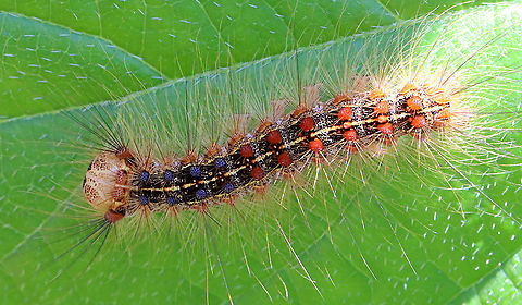 Gypsy Moth (Lymantria dispar) Caterpillar I hiked in my favorite forest in northwestern CT today. It's a dense, mesic forest in the highlands, which is part of the Berkshires.

Today, the forest looked quite different. Most of the trees were defoliated, or in the process of becoming so. It was so uncharacteristically bright and hot in the woods, and all I could hear was the sound of caterpillar frass (poop) falling from the trees. There were gypsy moth caterpillars everywhere I looked - hardwood trees, low vegetation, conifers, on the ground, rocks, etc. They were everywhere. I hope the forest and its creatures can survive this devastation.

What it usually looks like:
https://www.jungledragon.com/image/67448/northwest_highlands_-_connecticut_usa.html

I scraped as many egg masses off trees in this forest last autumn as I could. Here is a photo of a mass of dead moths that I took last fall- the females die after laying their eggs. I found hundreds of them:
https://www.jungledragon.com/image/108637/female_gypsy_moths_-_lymantria_dispar.html

Habitat: Mixed, mesic forest

Today's photos:
https://www.jungledragon.com/image/116812/gypsy_moth_lymantria_dispar_caterpillar.html
https://www.jungledragon.com/image/116819/gypsy_moth_lymantria_dispar_caterpillar_damage.html
https://www.jungledragon.com/image/116818/gypsy_moth_lymantria_dispar_caterpillars.html
https://www.jungledragon.com/image/116817/gypsy_moth_lymantria_dispar_caterpillar.html
https://www.jungledragon.com/image/116816/trees_defoliated_by_gypsy_moth_caterpillars_lymantria_dispar.html
https://www.jungledragon.com/image/116814/gypsy_moth_lymantria_dispar_caterpillars.html
https://www.jungledragon.com/image/116813/gypsy_moth_lymantria_dispar_caterpillars.html Geotagged,Gypsy moth,Lymantria dispar,Spring,United States