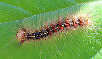 Gypsy Moth (Lymantria dispar) Caterpillar I hiked in my favorite forest in northwestern CT today. It's a dense, mesic forest in the highlands, which is part of the Berkshires.<br />
<br />
Today, the forest looked quite different. Most of the trees were defoliated, or in the process of becoming so. It was so uncharacteristically bright and hot in the woods, and all I could hear was the sound of caterpillar frass (poop) falling from the trees. There were gypsy moth caterpillars everywhere I looked - hardwood trees, low vegetation, conifers, on the ground, rocks, etc. They were everywhere. I hope the forest and its creatures can survive this devastation.<br />
<br />
What it usually looks like:<br />
https://www.jungledragon.com/image/67448/northwest_highlands_-_connecticut_usa.html<br />
<br />
I scraped as many egg masses off trees in this forest last autumn as I could. Here is a photo of a mass of dead moths that I took last fall- the females die after laying their eggs. I found hundreds of them:<br />
https://www.jungledragon.com/image/108637/female_gypsy_moths_-_lymantria_dispar.html<br />
<br />
Habitat: Mixed, mesic forest<br />
<br />
Today's photos:<br />
https://www.jungledragon.com/image/116812/gypsy_moth_lymantria_dispar_caterpillar.html<br />
https://www.jungledragon.com/image/116819/gypsy_moth_lymantria_dispar_caterpillar_damage.html<br />
https://www.jungledragon.com/image/116818/gypsy_moth_lymantria_dispar_caterpillars.html<br />
https://www.jungledragon.com/image/116817/gypsy_moth_lymantria_dispar_caterpillar.html<br />
https://www.jungledragon.com/image/116816/trees_defoliated_by_gypsy_moth_caterpillars_lymantria_dispar.html<br />
https://www.jungledragon.com/image/116814/gypsy_moth_lymantria_dispar_caterpillars.html<br />
https://www.jungledragon.com/image/116813/gypsy_moth_lymantria_dispar_caterpillars.html Geotagged,Gypsy moth,Lymantria dispar,Spring,United States
