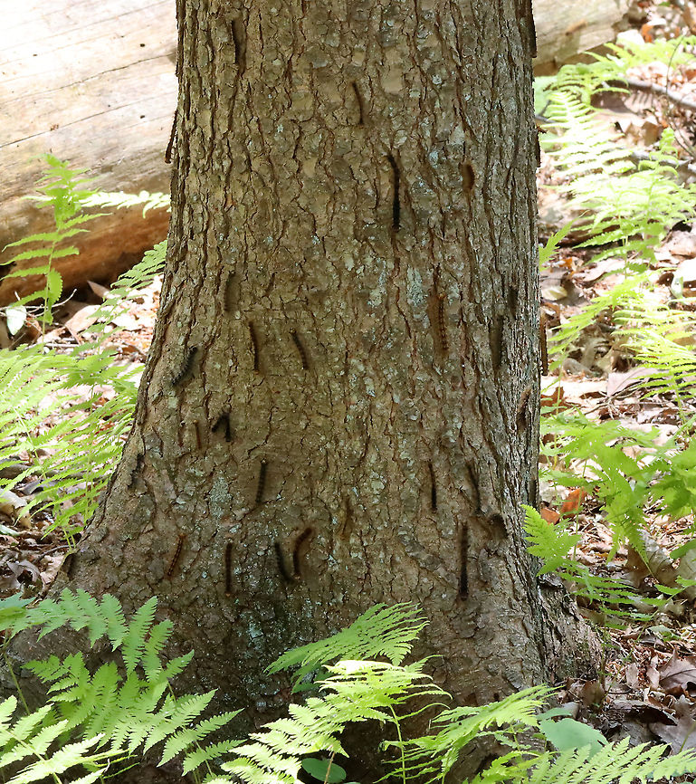 Gypsy Moth (Lymantria dispar) Caterpillars I hiked in my favorite forest in northwestern CT today. It's a dense, mesic forest in the highlands, which is part of the Berkshires.<br />
<br />
Today, the forest looked quite different. Most of the trees were defoliated, or in the process of becoming so. It was so uncharacteristically bright and hot in the woods, and all I could hear was the sound of caterpillar frass (poop) falling from the trees. There were gypsy moth caterpillars everywhere I looked - hardwood trees, low vegetation, conifers, on the ground, rocks, etc. They were everywhere. I hope the forest and its creatures can survive this devastation.<br />
<br />
What it usually looks like:<br />
<figure class="photo"><a href="https://www.jungledragon.com/image/67448/northwest_highlands_-_connecticut_usa.html" title="Northwest Highlands - Connecticut, USA"><img src="https://s3.amazonaws.com/media.jungledragon.com/images/3232/67448_thumb.jpg?AWSAccessKeyId=05GMT0V3GWVNE7GGM1R2&Expires=1759968010&Signature=RtF8fr%2FpCOSvoXCJk5xQxdlVels%3D" width="116" height="152" alt="Northwest Highlands - Connecticut, USA This is a typical forest scene from the Northwest Highlands of Connecticut. Located in the northwest corner of the state, it is part of the Berkshires and is known for its very rocky, hilly terrain and cooler temperatures. It is a heavily forested area (75%) with mesic forests that are dominated by hardwood and conifers. Common trees in the area include: oak, white and red pine, hickory, ash, maple, birch, and eastern hemlock...among others. There is also a variety of fauna - black bears, deer, coyotes, red fox, hare, raccoons, bobcats, porcupines, otters, fishers, beavers, wild turkeys, ducks, owls, reptiles, amphibians, insects, and plenty of passerine birds! Fall,Geotagged,Northwest Highlands,United States,berkshires,connecticut" /></a></figure><br />
<br />
I scraped as many egg masses off trees in this forest last autumn as I could. Here is a photo of a mass of dead moths that I took last fall- the females die after laying their eggs. I found hundreds of them:<br />
<figure class="photo"><a href="https://www.jungledragon.com/image/108637/female_gypsy_moths_-_lymantria_dispar.html" title="Female Gypsy Moths - Lymantria dispar"><img src="https://s3.amazonaws.com/media.jungledragon.com/images/3232/108637_thumb.jpg?AWSAccessKeyId=05GMT0V3GWVNE7GGM1R2&Expires=1759968010&Signature=FYzhql%2BAMILaYub%2FUIvBUFlzNkk%3D" width="122" height="152" alt="Female Gypsy Moths - Lymantria dispar I found hundreds of dead, female gypsy moths in this forest. Most were on the ground (at the base of trees), but some died on the trees right after depositing their egg masses on the bark. And, of course, I found lots of egg masses on the trees, many of which I scraped off as we are recommended to do because we have had heavy infestations in recent years that have caused massive defoliation.<br />
<br />
For more info on a recent, particularly bad infestation: https://www.jungledragon.com/image/57133/gypsy_moth_females_with_eggs.html<br />
<br />
Habitat: Mixed forest <br />
https://www.jungledragon.com/image/108640/gypsy_moth_eggs_-_lymantria_dispar.html<br />
https://www.jungledragon.com/image/108639/female_gypsy_moth_dead_on_her_eggs_-_lymantria_dispar.html<br />
https://www.jungledragon.com/image/108638/female_gypsy_moth_-_lymantria_dispar.html Geotagged,Gypsy moth,Lymantria,Lymantria dispar,Summer,United States,moth" /></a></figure><br />
<br />
Habitat: Mixed, mesic forest<br />
<br />
Today's photos:<br />
<figure class="photo"><a href="https://www.jungledragon.com/image/116812/gypsy_moth_lymantria_dispar_caterpillar.html" title="Gypsy Moth (Lymantria dispar) Caterpillar"><img src="https://s3.amazonaws.com/media.jungledragon.com/images/3232/116812_thumb.jpg?AWSAccessKeyId=05GMT0V3GWVNE7GGM1R2&Expires=1759968010&Signature=MBwmSNlUQ92wHamO8JEjUbrgrac%3D" width="200" height="160" alt="Gypsy Moth (Lymantria dispar) Caterpillar I hiked in my favorite forest in northwestern CT today. It's a dense, mesic forest in the highlands, which is part of the Berkshires. <br />
<br />
Today, the forest looked quite different. Most of the trees were defoliated, or in the process of becoming so. It was so uncharacteristically bright and hot in the woods, and all I could hear was the sound of caterpillar frass (poop) falling from the trees. There were gypsy moth caterpillars everywhere I looked - hardwood trees, low vegetation, conifers, on the ground, rocks, etc. They were everywhere. I hope the forest and its creatures can survive this devastation.<br />
<br />
What it usually looks like:<br />
https://www.jungledragon.com/image/67448/northwest_highlands_-_connecticut_usa.html<br />
<br />
I scraped as many egg masses off trees in this forest last autumn as I could. Here is a photo of a mass of dead moths that I took last fall- the females die after laying their eggs. I found hundreds of them:<br />
https://www.jungledragon.com/image/108637/female_gypsy_moths_-_lymantria_dispar.html<br />
<br />
Habitat: Mixed, mesic forest<br />
<br />
Today's photos:<br />
https://www.jungledragon.com/image/116812/gypsy_moth_lymantria_dispar_caterpillar.html<br />
https://www.jungledragon.com/image/116819/gypsy_moth_lymantria_dispar_caterpillar_damage.html<br />
https://www.jungledragon.com/image/116818/gypsy_moth_lymantria_dispar_caterpillars.html<br />
https://www.jungledragon.com/image/116817/gypsy_moth_lymantria_dispar_caterpillar.html<br />
https://www.jungledragon.com/image/116816/trees_defoliated_by_gypsy_moth_caterpillars_lymantria_dispar.html<br />
https://www.jungledragon.com/image/116814/gypsy_moth_lymantria_dispar_caterpillars.html<br />
https://www.jungledragon.com/image/116813/gypsy_moth_lymantria_dispar_caterpillars.html Geotagged,Gypsy moth,Lymantria dispar,Spring,United States,caterpillar,larva" /></a></figure><br />
<figure class="photo"><a href="https://www.jungledragon.com/image/116819/gypsy_moth_lymantria_dispar_caterpillar_damage.html" title="Gypsy Moth (Lymantria dispar) Caterpillar Damage"><img src="https://s3.amazonaws.com/media.jungledragon.com/images/3232/116819_thumb.jpg?AWSAccessKeyId=05GMT0V3GWVNE7GGM1R2&Expires=1759968010&Signature=qwjDJPYcs1tObLEgk9116rVduYw%3D" width="200" height="148" alt="Gypsy Moth (Lymantria dispar) Caterpillar Damage I hiked in my favorite forest in northwestern CT today. It's a dense, mesic forest in the highlands, which is part of the Berkshires. <br />
<br />
Today, the forest looked quite different. Most of the trees were defoliated, or in the process of becoming so. It was so uncharacteristically bright and hot in the woods, and all I could hear was the sound of caterpillar frass (poop) falling from the trees. There were gypsy moth caterpillars everywhere I looked - hardwood trees, low vegetation, conifers, on the ground, rocks, etc. They were everywhere. I hope the forest and its creatures can survive this devastation.<br />
<br />
What it usually looks like:<br />
https://www.jungledragon.com/image/67448/northwest_highlands_-_connecticut_usa.html<br />
<br />
I scraped as many egg masses off trees in this forest last autumn as I could. Here is a photo of a mass of dead moths that I took last fall- the females die after laying their eggs. I found hundreds of them:<br />
https://www.jungledragon.com/image/108637/female_gypsy_moths_-_lymantria_dispar.html<br />
<br />
Habitat: Mixed, mesic forest<br />
<br />
Today's photos:<br />
https://www.jungledragon.com/image/116812/gypsy_moth_lymantria_dispar_caterpillar.html<br />
https://www.jungledragon.com/image/116819/gypsy_moth_lymantria_dispar_caterpillar_damage.html<br />
https://www.jungledragon.com/image/116818/gypsy_moth_lymantria_dispar_caterpillars.html<br />
https://www.jungledragon.com/image/116817/gypsy_moth_lymantria_dispar_caterpillar.html<br />
https://www.jungledragon.com/image/116816/trees_defoliated_by_gypsy_moth_caterpillars_lymantria_dispar.html<br />
https://www.jungledragon.com/image/116814/gypsy_moth_lymantria_dispar_caterpillars.html<br />
https://www.jungledragon.com/image/116813/gypsy_moth_lymantria_dispar_caterpillars.html Geotagged,Lymantria dispar,Spring,United States,caterpillar,caterpillar damage,gypsy moth" /></a></figure><br />
<figure class="photo"><a href="https://www.jungledragon.com/image/116818/gypsy_moth_lymantria_dispar_caterpillars.html" title="Gypsy Moth (Lymantria dispar) Caterpillars"><img src="https://s3.amazonaws.com/media.jungledragon.com/images/3232/116818_thumb.jpg?AWSAccessKeyId=05GMT0V3GWVNE7GGM1R2&Expires=1759968010&Signature=i3K0qBPx%2Fxp4FiBKvTqq%2FSVNLyU%3D" width="136" height="152" alt="Gypsy Moth (Lymantria dispar) Caterpillars I hiked in my favorite forest in northwestern CT today. It's a dense, mesic forest in the highlands, which is part of the Berkshires.<br />
<br />
Today, the forest looked quite different. Most of the trees were defoliated, or in the process of becoming so. It was so uncharacteristically bright and hot in the woods, and all I could hear was the sound of caterpillar frass (poop) falling from the trees. There were gypsy moth caterpillars everywhere I looked - hardwood trees, low vegetation, conifers, on the ground, rocks, etc. They were everywhere. I hope the forest and its creatures can survive this devastation.<br />
<br />
What it usually looks like:<br />
https://www.jungledragon.com/image/67448/northwest_highlands_-_connecticut_usa.html<br />
<br />
I scraped as many egg masses off trees in this forest last autumn as I could. Here is a photo of a mass of dead moths that I took last fall- the females die after laying their eggs. I found hundreds of them:<br />
https://www.jungledragon.com/image/108637/female_gypsy_moths_-_lymantria_dispar.html<br />
<br />
Habitat: Mixed, mesic forest<br />
<br />
Today's photos:<br />
https://www.jungledragon.com/image/116812/gypsy_moth_lymantria_dispar_caterpillar.html<br />
https://www.jungledragon.com/image/116819/gypsy_moth_lymantria_dispar_caterpillar_damage.html<br />
https://www.jungledragon.com/image/116818/gypsy_moth_lymantria_dispar_caterpillars.html<br />
https://www.jungledragon.com/image/116817/gypsy_moth_lymantria_dispar_caterpillar.html<br />
https://www.jungledragon.com/image/116816/trees_defoliated_by_gypsy_moth_caterpillars_lymantria_dispar.html<br />
https://www.jungledragon.com/image/116814/gypsy_moth_lymantria_dispar_caterpillars.html<br />
https://www.jungledragon.com/image/116813/gypsy_moth_lymantria_dispar_caterpillars.html Geotagged,Gypsy moth,Lymantria dispar,Spring,United States,caterpillar,larva" /></a></figure><br />
<figure class="photo"><a href="https://www.jungledragon.com/image/116817/gypsy_moth_lymantria_dispar_caterpillar.html" title="Gypsy Moth (Lymantria dispar) Caterpillar"><img src="https://s3.amazonaws.com/media.jungledragon.com/images/3232/116817_thumb.jpg?AWSAccessKeyId=05GMT0V3GWVNE7GGM1R2&Expires=1759968010&Signature=YhugYHM%2FrViCLgiIn%2BxtC9RXaK8%3D" width="200" height="118" alt="Gypsy Moth (Lymantria dispar) Caterpillar I hiked in my favorite forest in northwestern CT today. It's a dense, mesic forest in the highlands, which is part of the Berkshires.<br />
<br />
Today, the forest looked quite different. Most of the trees were defoliated, or in the process of becoming so. It was so uncharacteristically bright and hot in the woods, and all I could hear was the sound of caterpillar frass (poop) falling from the trees. There were gypsy moth caterpillars everywhere I looked - hardwood trees, low vegetation, conifers, on the ground, rocks, etc. They were everywhere. I hope the forest and its creatures can survive this devastation.<br />
<br />
What it usually looks like:<br />
https://www.jungledragon.com/image/67448/northwest_highlands_-_connecticut_usa.html<br />
<br />
I scraped as many egg masses off trees in this forest last autumn as I could. Here is a photo of a mass of dead moths that I took last fall- the females die after laying their eggs. I found hundreds of them:<br />
https://www.jungledragon.com/image/108637/female_gypsy_moths_-_lymantria_dispar.html<br />
<br />
Habitat: Mixed, mesic forest<br />
<br />
Today's photos:<br />
https://www.jungledragon.com/image/116812/gypsy_moth_lymantria_dispar_caterpillar.html<br />
https://www.jungledragon.com/image/116819/gypsy_moth_lymantria_dispar_caterpillar_damage.html<br />
https://www.jungledragon.com/image/116818/gypsy_moth_lymantria_dispar_caterpillars.html<br />
https://www.jungledragon.com/image/116817/gypsy_moth_lymantria_dispar_caterpillar.html<br />
https://www.jungledragon.com/image/116816/trees_defoliated_by_gypsy_moth_caterpillars_lymantria_dispar.html<br />
https://www.jungledragon.com/image/116814/gypsy_moth_lymantria_dispar_caterpillars.html<br />
https://www.jungledragon.com/image/116813/gypsy_moth_lymantria_dispar_caterpillars.html Geotagged,Gypsy moth,Lymantria dispar,Spring,United States" /></a></figure><br />
<figure class="photo"><a href="https://www.jungledragon.com/image/116816/trees_defoliated_by_gypsy_moth_caterpillars_lymantria_dispar.html" title="Trees Defoliated by Gypsy Moth Caterpillars (Lymantria dispar)"><img src="https://s3.amazonaws.com/media.jungledragon.com/images/3232/116816_thumb.jpg?AWSAccessKeyId=05GMT0V3GWVNE7GGM1R2&Expires=1759968010&Signature=cLTYwCKwtLZRDbFBc8qEJkRwZJc%3D" width="108" height="152" alt="Trees Defoliated by Gypsy Moth Caterpillars (Lymantria dispar) The leaves are gone.<br />
<br />
I hiked in my favorite forest in northwestern CT today. It's a dense, mesic forest in the highlands, which is part of the Berkshires. <br />
<br />
Today, the forest looked quite different. Most of the trees were defoliated, or in the process of becoming so. It was so uncharacteristically bright and hot in the woods, and all I could hear was the sound of caterpillar frass (poop) falling from the trees. There were gypsy moth caterpillars everywhere I looked - hardwood trees, low vegetation, conifers, on the ground, rocks, etc. They were everywhere. I hope the forest and its creatures can survive this devastation.<br />
<br />
What it usually looks like:<br />
https://www.jungledragon.com/image/67448/northwest_highlands_-_connecticut_usa.html<br />
<br />
I scraped as many egg masses off trees in this forest last autumn as I could. Here is a photo of a mass of dead moths that I took last fall- the females die after laying their eggs. I found hundreds of them:<br />
https://www.jungledragon.com/image/108637/female_gypsy_moths_-_lymantria_dispar.html<br />
<br />
Habitat: Mixed, mesic forest<br />
<br />
Today's photos:<br />
https://www.jungledragon.com/image/116812/gypsy_moth_lymantria_dispar_caterpillar.html<br />
https://www.jungledragon.com/image/116819/gypsy_moth_lymantria_dispar_caterpillar_damage.html<br />
https://www.jungledragon.com/image/116818/gypsy_moth_lymantria_dispar_caterpillars.html<br />
https://www.jungledragon.com/image/116817/gypsy_moth_lymantria_dispar_caterpillar.html<br />
https://www.jungledragon.com/image/116816/trees_defoliated_by_gypsy_moth_caterpillars_lymantria_dispar.html<br />
https://www.jungledragon.com/image/116814/gypsy_moth_lymantria_dispar_caterpillars.html<br />
https://www.jungledragon.com/image/116813/gypsy_moth_lymantria_dispar_caterpillars.html Geotagged,Lymantria dispar,Spring,United States,caterpillar,defoliated trees,gypsy moth" /></a></figure><br />
<figure class="photo"><a href="https://www.jungledragon.com/image/116814/gypsy_moth_lymantria_dispar_caterpillars.html" title="Gypsy Moth (Lymantria dispar) Caterpillars"><img src="https://s3.amazonaws.com/media.jungledragon.com/images/3232/116814_thumb.jpg?AWSAccessKeyId=05GMT0V3GWVNE7GGM1R2&Expires=1759968010&Signature=TH6%2FmavmSvDosdKQZTpGYQGCuRE%3D" width="200" height="162" alt="Gypsy Moth (Lymantria dispar) Caterpillars I hiked in my favorite forest in northwestern CT today. It's a dense, mesic forest in the highlands, which is part of the Berkshires. <br />
<br />
Today, the forest looked quite different. Most of the trees were defoliated, or in the process of becoming so. It was so uncharacteristically bright and hot in the woods, and all I could hear was the sound of caterpillar frass (poop) falling from the trees. There were gypsy moth caterpillars everywhere I looked - hardwood trees, low vegetation, conifers, on the ground, rocks, etc. They were everywhere. I hope the forest and its creatures can survive this devastation.<br />
<br />
What it usually looks like:<br />
https://www.jungledragon.com/image/67448/northwest_highlands_-_connecticut_usa.html<br />
<br />
I scraped as many egg masses off trees in this forest last autumn as I could. Here is a photo of a mass of dead moths that I took last fall- the females die after laying their eggs. I found hundreds of them:<br />
https://www.jungledragon.com/image/108637/female_gypsy_moths_-_lymantria_dispar.html<br />
<br />
Habitat: Mixed, mesic forest<br />
<br />
Today's photos:<br />
https://www.jungledragon.com/image/116812/gypsy_moth_lymantria_dispar_caterpillar.html<br />
https://www.jungledragon.com/image/116819/gypsy_moth_lymantria_dispar_caterpillar_damage.html<br />
https://www.jungledragon.com/image/116818/gypsy_moth_lymantria_dispar_caterpillars.html<br />
https://www.jungledragon.com/image/116817/gypsy_moth_lymantria_dispar_caterpillar.html<br />
https://www.jungledragon.com/image/116816/trees_defoliated_by_gypsy_moth_caterpillars_lymantria_dispar.html<br />
https://www.jungledragon.com/image/116814/gypsy_moth_lymantria_dispar_caterpillars.html<br />
https://www.jungledragon.com/image/116813/gypsy_moth_lymantria_dispar_caterpillars.html Geotagged,Gypsy moth,Lymantria dispar,Spring,United States" /></a></figure><br />
<figure class="photo"><a href="https://www.jungledragon.com/image/116813/gypsy_moth_lymantria_dispar_caterpillars.html" title="Gypsy Moth (Lymantria dispar) Caterpillars"><img src="https://s3.amazonaws.com/media.jungledragon.com/images/3232/116813_thumb.jpg?AWSAccessKeyId=05GMT0V3GWVNE7GGM1R2&Expires=1759968010&Signature=JfbOYAcqclK84BNn26vy1rYCIuE%3D" width="120" height="152" alt="Gypsy Moth (Lymantria dispar) Caterpillars Even the conifers were defoliated.<br />
<br />
I hiked in my favorite forest in northwestern CT today. It's a dense, mesic forest in the highlands, which is part of the Berkshires. <br />
<br />
Today, the forest looked quite different. Most of the trees were defoliated, or in the process of becoming so. It was so uncharacteristically bright and hot in the woods, and all I could hear was the sound of caterpillar frass (poop) falling from the trees. There were gypsy moth caterpillars everywhere I looked - hardwood trees, low vegetation, conifers, on the ground, rocks, etc. They were everywhere. I hope the forest and its creatures can survive this devastation.<br />
<br />
What it usually looks like:<br />
https://www.jungledragon.com/image/67448/northwest_highlands_-_connecticut_usa.html<br />
<br />
I scraped as many egg masses off trees in this forest last autumn as I could. Here is a photo of a mass of dead moths that I took last fall- the females die after laying their eggs. I found hundreds of them:<br />
https://www.jungledragon.com/image/108637/female_gypsy_moths_-_lymantria_dispar.html<br />
<br />
Habitat: Mixed, mesic forest<br />
<br />
Today's photos:<br />
https://www.jungledragon.com/image/116812/gypsy_moth_lymantria_dispar_caterpillar.html<br />
https://www.jungledragon.com/image/116819/gypsy_moth_lymantria_dispar_caterpillar_damage.html<br />
https://www.jungledragon.com/image/116818/gypsy_moth_lymantria_dispar_caterpillars.html<br />
https://www.jungledragon.com/image/116817/gypsy_moth_lymantria_dispar_caterpillar.html<br />
https://www.jungledragon.com/image/116816/trees_defoliated_by_gypsy_moth_caterpillars_lymantria_dispar.html<br />
https://www.jungledragon.com/image/116814/gypsy_moth_lymantria_dispar_caterpillars.html<br />
https://www.jungledragon.com/image/116813/gypsy_moth_lymantria_dispar_caterpillars.html Geotagged,Gypsy moth,Lymantria dispar,Spring,United States" /></a></figure> Geotagged,Gypsy moth,Lymantria dispar,Spring,United States,caterpillar,larva