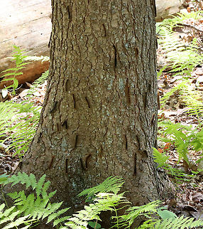 Gypsy Moth (Lymantria dispar) Caterpillars I hiked in my favorite forest in northwestern CT today. It's a dense, mesic forest in the highlands, which is part of the Berkshires.

Today, the forest looked quite different. Most of the trees were defoliated, or in the process of becoming so. It was so uncharacteristically bright and hot in the woods, and all I could hear was the sound of caterpillar frass (poop) falling from the trees. There were gypsy moth caterpillars everywhere I looked - hardwood trees, low vegetation, conifers, on the ground, rocks, etc. They were everywhere. I hope the forest and its creatures can survive this devastation.

What it usually looks like:
https://www.jungledragon.com/image/67448/northwest_highlands_-_connecticut_usa.html

I scraped as many egg masses off trees in this forest last autumn as I could. Here is a photo of a mass of dead moths that I took last fall- the females die after laying their eggs. I found hundreds of them:
https://www.jungledragon.com/image/108637/female_gypsy_moths_-_lymantria_dispar.html

Habitat: Mixed, mesic forest

Today's photos:
https://www.jungledragon.com/image/116812/gypsy_moth_lymantria_dispar_caterpillar.html
https://www.jungledragon.com/image/116819/gypsy_moth_lymantria_dispar_caterpillar_damage.html
https://www.jungledragon.com/image/116818/gypsy_moth_lymantria_dispar_caterpillars.html
https://www.jungledragon.com/image/116817/gypsy_moth_lymantria_dispar_caterpillar.html
https://www.jungledragon.com/image/116816/trees_defoliated_by_gypsy_moth_caterpillars_lymantria_dispar.html
https://www.jungledragon.com/image/116814/gypsy_moth_lymantria_dispar_caterpillars.html
https://www.jungledragon.com/image/116813/gypsy_moth_lymantria_dispar_caterpillars.html Geotagged,Gypsy moth,Lymantria dispar,Spring,United States,caterpillar,larva