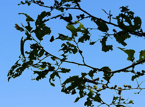 Gypsy Moth (Lymantria dispar) Caterpillar Damage I hiked in my favorite forest in northwestern CT today. It's a dense, mesic forest in the highlands, which is part of the Berkshires. 

Today, the forest looked quite different. Most of the trees were defoliated, or in the process of becoming so.  It was so uncharacteristically bright and hot in the woods, and all I could hear was the sound of caterpillar frass (poop) falling from the trees. There were gypsy moth caterpillars everywhere I looked - hardwood trees, low vegetation, conifers, on the ground, rocks, etc. They were everywhere. I hope the forest and its creatures can survive this devastation.

What it usually looks like:
https://www.jungledragon.com/image/67448/northwest_highlands_-_connecticut_usa.html

I scraped as many egg masses off trees in this forest last autumn as I could. Here is a photo of a mass of dead moths that I took last fall- the females die after laying their eggs. I found hundreds of them:
https://www.jungledragon.com/image/108637/female_gypsy_moths_-_lymantria_dispar.html

Habitat: Mixed, mesic forest

Today's photos:
https://www.jungledragon.com/image/116812/gypsy_moth_lymantria_dispar_caterpillar.html
https://www.jungledragon.com/image/116819/gypsy_moth_lymantria_dispar_caterpillar_damage.html
https://www.jungledragon.com/image/116818/gypsy_moth_lymantria_dispar_caterpillars.html
https://www.jungledragon.com/image/116817/gypsy_moth_lymantria_dispar_caterpillar.html
https://www.jungledragon.com/image/116816/trees_defoliated_by_gypsy_moth_caterpillars_lymantria_dispar.html
https://www.jungledragon.com/image/116814/gypsy_moth_lymantria_dispar_caterpillars.html
https://www.jungledragon.com/image/116813/gypsy_moth_lymantria_dispar_caterpillars.html Geotagged,Lymantria dispar,Spring,United States,caterpillar,caterpillar damage,gypsy moth