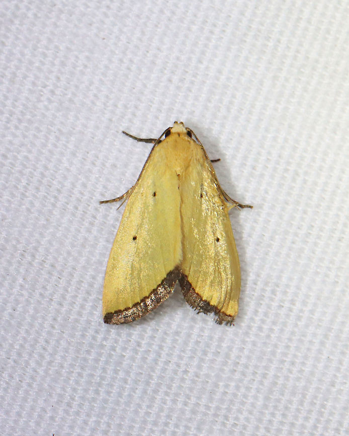 Black-bordered Lemon Moth - Marimatha nigrofimbria TL: 10 mm. It usually has lemon-yellow forewings, but this moth&#039;s wings were more tan than yellow. Forewings have tiny, black claviform and reniform dots. The terminal line is blackish with purplish gray fringe.<br />
<br />
Habitat: Attracted to a 395 nm LED light in a semi-rural area.<br />
<br />
2021(53) Black-bordered Lemon Moth,Geotagged,Marimatha,Marimatha nigrofimbria,Noctuidae,Spring,United States,lemon moth,moth