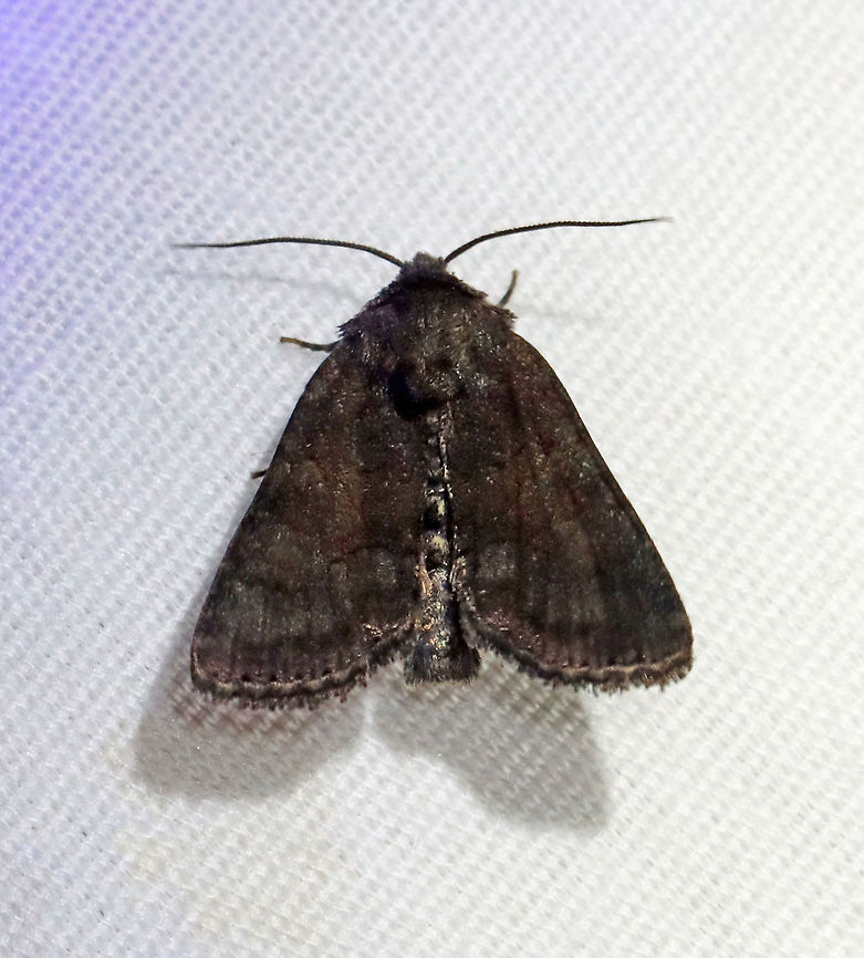 Tawny Marbled Minor - Oligia latruncula **This species was recently introduced into NYC from Asia.<br />
<br />
This moth was so dark. I tweaked it in Photoshop to lift the shadows.<br />
<br />
Habitat: Attracted to a 395 nm LED light in a semi-rural area<br />
<br />
2021 (d)<br />
<br />
Without shadows lifted:<br />
<figure class="photo"><a href="https://www.jungledragon.com/image/116794/tawny_marbled_minor_-_oligia_latruncula.html" title="Tawny Marbled Minor - Oligia latruncula"><img src="https://s3.amazonaws.com/media.jungledragon.com/images/3232/116794_thumb.jpg?AWSAccessKeyId=05GMT0V3GWVNE7GGM1R2&Expires=1769040010&Signature=qUzKwVJIx3XVyByAiGTLwLM%2F02Y%3D" width="124" height="152" alt="Tawny Marbled Minor - Oligia latruncula ***This species was recently introduced into NYC from Asia.<br />
<br />
Habitat: Attracted to a 395 nm LED light in a semi-rural area<br />
<br />
2021 (188) Geotagged,Noctuidae,Oligia latruncula,Spring,Tawny marbled minor,United States,moth" /></a></figure> Geotagged,Noctuidae,Oligia latruncula,Spring,Tawny marbled minor,United States,introduced species,moth