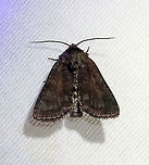 Tawny Marbled Minor - Oligia latruncula **This species was recently introduced into NYC from Asia.<br />
<br />
This moth was so dark. I tweaked it in Photoshop to lift the shadows.<br />
<br />
Habitat: Attracted to a 395 nm LED light in a semi-rural area<br />
<br />
2021 (d)<br />
<br />
Without shadows lifted:<br />
https://www.jungledragon.com/image/116794/mystery_moth_-_family_noctuidae.html Geotagged,Noctuidae,Oligia latruncula,Spring,Tawny marbled minor,United States,introduced species,moth