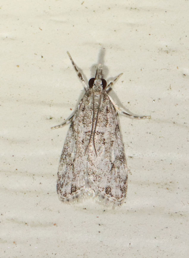 Eudonia heterosalis Habitat: Attracted to a 395 nm LED light in a semi-rural area<br />
<br />
2021 (54) Crambidae,Eudonia,Eudonia heterosalis,Geotagged,Spring,United States,moth