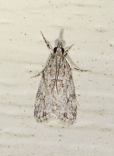 Eudonia heterosalis Habitat: Attracted to a 395 nm LED light in a semi-rural area

2021 (54) Crambidae,Eudonia,Eudonia heterosalis,Geotagged,Spring,United States,moth