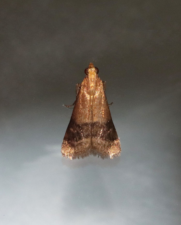 Broad-banded Eulogia - Eulogia ochrifrontella Habitat: Attracted to a 395 nm LED light in a rural area.<br />
<br />
2021(d) Broad-banded Eulogia,Eulogia ochrifrontella,Geotagged,Spring,United States