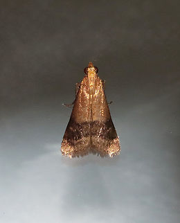 Broad-banded Eulogia - Eulogia ochrifrontella Habitat: Attracted to a 395 nm LED light in a rural area.

2021(d) Broad-banded Eulogia,Eulogia ochrifrontella,Geotagged,Spring,United States