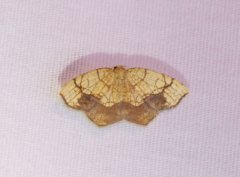 Horned Spanworm Moth - Nematocampa resistaria WS: ~3 cm. Yellowish-tan with brown markings.

Habitat: Attracted to a 395 nm LED light in a semi-rural area

2021 (55) Geometridae,Geotagged,Horned spanworm moth,Nematocampa,Nematocampa resistaria,Spring,United States,filament bearer,moth