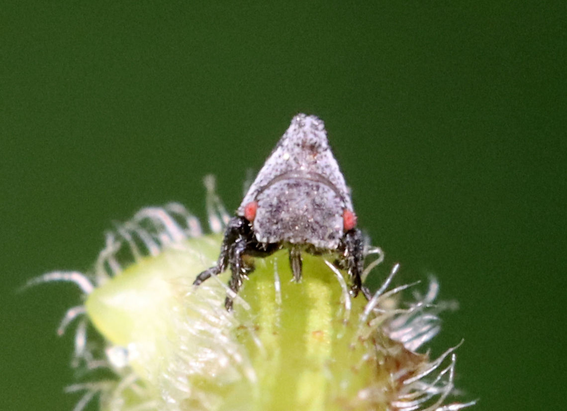 Wide-footed Treehopper Nymph - Enchenopa latipes They were ~2 mm long.<br />
<br />
Host: Solidago; growing in a bog<br />
<figure class="photo"><a href="https://www.jungledragon.com/image/116859/wide-footed_treehopper_nymph_-_enchenopa_latipes.html" title="Wide-footed Treehopper Nymph - Enchenopa latipes"><img src="https://s3.amazonaws.com/media.jungledragon.com/images/3232/116859_thumb.jpg?AWSAccessKeyId=05GMT0V3GWVNE7GGM1R2&Expires=1759968010&Signature=hpnmfx%2F3H2b085vcwQGx809GYqI%3D" width="200" height="146" alt="Wide-footed Treehopper Nymph - Enchenopa latipes They were ~2 mm long.<br />
<br />
Host: Solidago; growing in a bog<br />
https://www.jungledragon.com/image/116859/wide-footed_treehopper_nymph_-_enchenopa_latipes.html<br />
https://www.jungledragon.com/image/116861/wide-footed_treehopper_nymph_-_enchenopa_latipes.html<br />
https://www.jungledragon.com/image/116860/wide-footed_treehopper_nymph_-_enchenopa_latipes.html Enchenopa latipes,Geotagged,Spring,United States,Wide-footed Treehopper" /></a></figure><br />
<figure class="photo"><a href="https://www.jungledragon.com/image/116861/wide-footed_treehopper_nymph_-_enchenopa_latipes.html" title="Wide-footed Treehopper Nymph - Enchenopa latipes"><img src="https://s3.amazonaws.com/media.jungledragon.com/images/3232/116861_thumb.jpg?AWSAccessKeyId=05GMT0V3GWVNE7GGM1R2&Expires=1759968010&Signature=q4bEcXvFxS79ILA5fF%2B122gPMK8%3D" width="200" height="150" alt="Wide-footed Treehopper Nymph - Enchenopa latipes They were ~2 mm long.<br />
<br />
Host: Solidago; growing in a bog<br />
https://www.jungledragon.com/image/116859/wide-footed_treehopper_nymph_-_enchenopa_latipes.html<br />
https://www.jungledragon.com/image/116861/wide-footed_treehopper_nymph_-_enchenopa_latipes.html<br />
https://www.jungledragon.com/image/116860/wide-footed_treehopper_nymph_-_enchenopa_latipes.html Enchenopa,Enchenopa latipes,Geotagged,Spring,United States,Wide-footed Treehopper,Widefooted Treehopper Nymph,nymph,treehopper nymph" /></a></figure><br />
<figure class="photo"><a href="https://www.jungledragon.com/image/116860/wide-footed_treehopper_nymph_-_enchenopa_latipes.html" title="Wide-footed Treehopper Nymph - Enchenopa latipes"><img src="https://s3.amazonaws.com/media.jungledragon.com/images/3232/116860_thumb.jpg?AWSAccessKeyId=05GMT0V3GWVNE7GGM1R2&Expires=1759968010&Signature=dgBXqDxN5WAMHGsD5tebPfMoBMw%3D" width="134" height="152" alt="Wide-footed Treehopper Nymph - Enchenopa latipes They were ~2 mm long.<br />
<br />
Host: Solidago; growing in a bog<br />
https://www.jungledragon.com/image/116859/wide-footed_treehopper_nymph_-_enchenopa_latipes.html<br />
https://www.jungledragon.com/image/116861/wide-footed_treehopper_nymph_-_enchenopa_latipes.html<br />
https://www.jungledragon.com/image/116860/wide-footed_treehopper_nymph_-_enchenopa_latipes.html Enchenopa latipes,Geotagged,Spring,United States,Wide-footed Treehopper" /></a></figure> Enchenopa latipes,Geotagged,Spring,United States,Wide-footed Treehopper