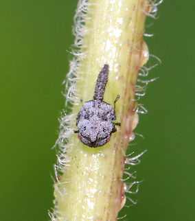 Wide-footed Treehopper Nymph - Enchenopa latipes They were ~2 mm long.

Host: Solidago; growing in a bog
https://www.jungledragon.com/image/116859/wide-footed_treehopper_nymph_-_enchenopa_latipes.html
https://www.jungledragon.com/image/116861/wide-footed_treehopper_nymph_-_enchenopa_latipes.html
https://www.jungledragon.com/image/116860/wide-footed_treehopper_nymph_-_enchenopa_latipes.html Enchenopa latipes,Geotagged,Spring,United States,Wide-footed Treehopper