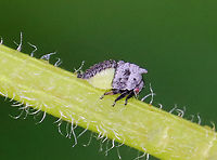 Wide-footed Treehopper Nymph - Enchenopa latipes They were ~2 mm long.<br />
<br />
Host: Solidago; growing in a bog<br />
https://www.jungledragon.com/image/116859/wide-footed_treehopper_nymph_-_enchenopa_latipes.html<br />
https://www.jungledragon.com/image/116861/wide-footed_treehopper_nymph_-_enchenopa_latipes.html<br />
https://www.jungledragon.com/image/116860/wide-footed_treehopper_nymph_-_enchenopa_latipes.html Enchenopa,Enchenopa latipes,Geotagged,Spring,United States,Wide-footed Treehopper,Widefooted Treehopper Nymph,nymph,treehopper nymph