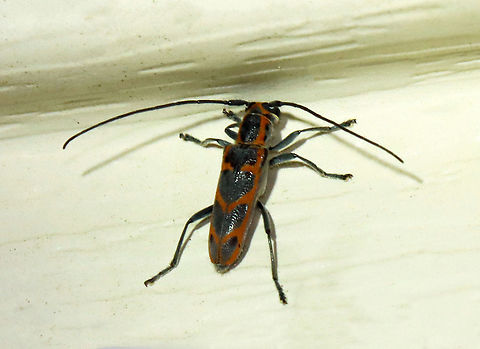 Elm Borer - Saperda tridentata The larvae of this species live in galleries under the bark of elm (Ulmus sp.) trees. It is not the main vector of Dutch Elm Disease, but does spread the fungus that causes the disease.

Habitat: Attracted to a light; semi-rural area Elm Borer,Geotagged,Saperda,Saperda tridentata,Spring,United States,beetle,cerambycidae