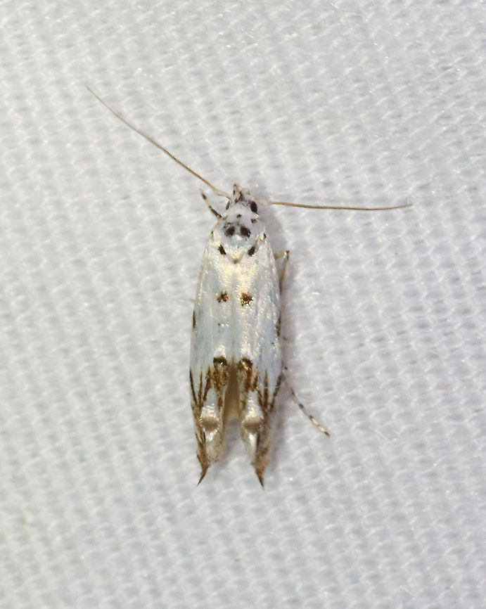 Red-streaked Mompha - Mompha eloisella TL: ~5-6 mm. White FW with reddish V-shaped lines and tufts of grayish scales toward pointed apex. Black spots on median area, inner margin, and thorax. Host: Evening primrose. Status: Common.<br />
<br />
Habitat: Attracted to a 395 nm LED light in a semi-rural area<br />
<br />
2021 (56) Geotagged,Mompha,Mompha eloisella,Momphidae,Red-streaked Mompha,Spring,United States,moth