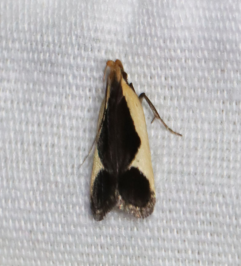 Cream-edged Dichomeris Moth -Dichomeris flavocostella TL: ~8 mm. Black FW with cream-colored costal stripe with a spur in the PM area. Hosts: Goldenrod and aster. Status: Common.<br />
<br />
Habitat: Attracted to a 395 nm LED light in a semi-rural area<br />
<br />
2021 (57) Cream-edged dichomeris moth,Dichomeris,Dichomeris flavocostella,Gelechiidae,Geotagged,Spring,United States,moth