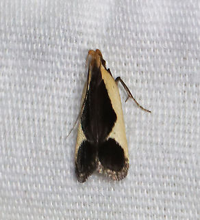 Cream-edged dichomeris moth