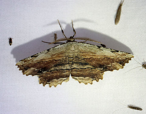 Common Lytrosis - Lytrosis unitaria WS: ~55 mm. Wings were brown with gray. Fine, black lines create a bark-like pattern. It was gorgeous! Hosts: Pin oak, sugar maple, hawthorn.

Habitat: Attracted to a 395 nm LED light in a semi-rural area

2021 (58)
https://www.jungledragon.com/image/116909/common_lytrosis_-_lytrosis_unitaria.html Common lytrosis moth,Geometridae,Geotagged,Lytrosis,Lytrosis unitaria,Spring,United States,moth