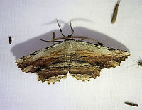 Common Lytrosis - Lytrosis unitaria WS: ~55 mm. Wings were brown with gray. Fine, black lines create a bark-like pattern. It was gorgeous! Hosts: Pin oak, sugar maple, hawthorn.<br />
<br />
Habitat: Attracted to a 395 nm LED light in a semi-rural area<br />
<br />
2021 (58)<br />
https://www.jungledragon.com/image/116909/common_lytrosis_-_lytrosis_unitaria.html Common lytrosis moth,Geometridae,Geotagged,Lytrosis,Lytrosis unitaria,Spring,United States,moth