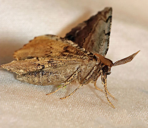 Common Lytrosis - Lytrosis unitaria WS: ~55 mm. Wings were brown with gray. Fine, black lines create a bark-like pattern. It was gorgeous! Hosts: Pin oak, sugar maple, hawthorn.

Habitat: Attracted to a 395 nm LED light in a semi-rural area

2021 (58)
https://www.jungledragon.com/image/116908/common_lytrosis_-_lytrosis_unitaria.html Common lytrosis moth,Geotagged,Lytrosis unitaria,Spring,United States