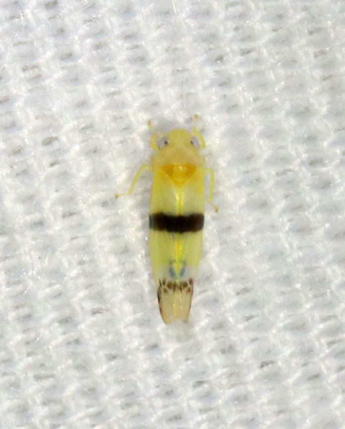 Leafhopper - Empoa gillettei ~3 mm long<br />
<br />
Habitat: Attracted to a light; semi-rural area Cicadellidae,Empoa,Empoa gillettei,Geotagged,Spring,United States,leafhopper