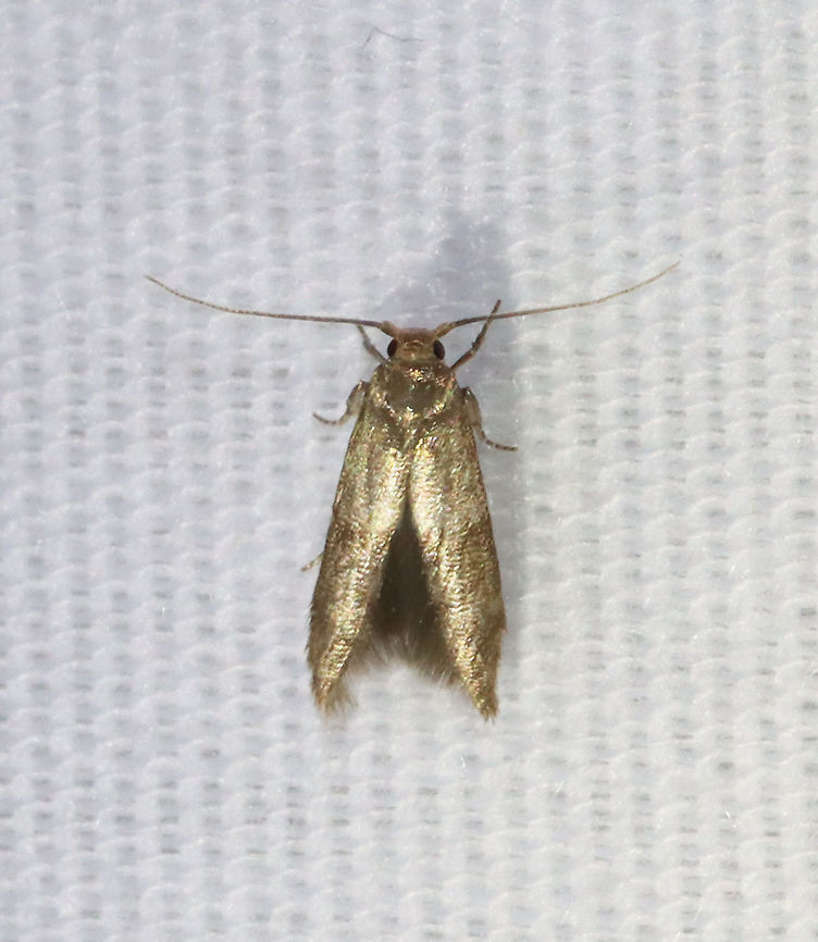 Unidentified Moth - Family Blastobasidae, Pigritia fidella complex Habitat: Attracted to a 395 nm LED light in a semi-rural area<br />
<br />
2021 (59) Blastobasidae,Blastobasis,Geotagged,Pigritia,Pigritia fidella,Pigritia fidella complex,Spring,United States,moth