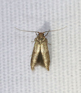 Unidentified Moth - Family Blastobasidae, Pigritia fidella complex Habitat: Attracted to a 395 nm LED light in a semi-rural area

2021 (59) Blastobasidae,Blastobasis,Geotagged,Pigritia,Pigritia fidella,Pigritia fidella complex,Spring,United States,moth