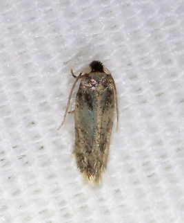 Zimmermannia bosquella This species is conspecific with the American chestnut moth, which was formerly considered extinct. 

A catastrophic population decline occurred when nearly all of the American chestnut trees were killed by chestnut blight. With the American chestnut tree driven nearly to extinction, populations of species that depend on chestnut have become imperiled.

Habitat: Attracted to a 395 nm LED light in a semi-rural area

2021 (60) Geotagged,Nepticulidae,Spring,United States,Zimmermannia,Zimmermannia bosquella,moth