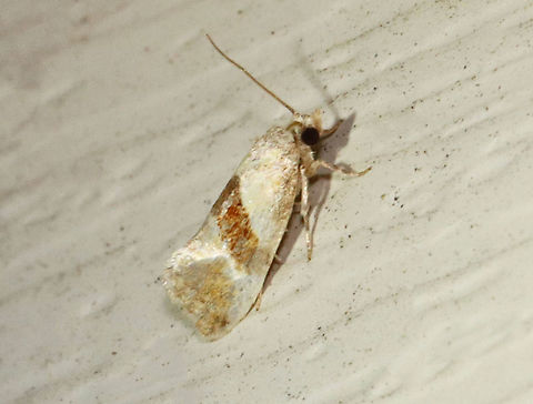 Brown-patched Phalonidia - Phalonidia lepidana *Tentative ID; It is also very similar to Phalonidia straminoides.

TL: 6 mm. White forewing with an oblique, reddish brown median band, and a pale orange subterminal area.

Habitat: Attracted to a 395 nm LED light in a semi-rural area

2021 (61) Geotagged,Phalonidia,Phalonidia lepidana,Spring,United States,moth