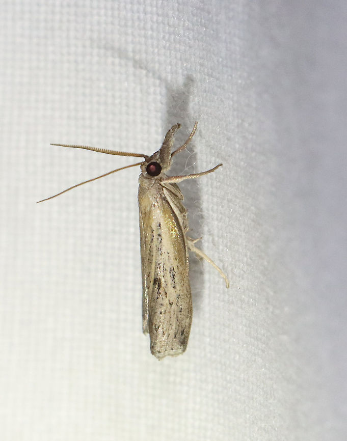Changeable Grass-veneer - Fissicrambus mutabilis TL: ~12 mm. FW with tawny streak along inner margin. Jagged median and ST lines. Host: Grass. Status: Common.<br />
<br />
Habitat: Attracted to a 395 nm LED light in a semi-rural area<br />
<br />
2021(62)<br />
<figure class="photo"><a href="https://www.jungledragon.com/image/116916/changeable_grass-veneer_-_fissicrambus_mutabilis.html" title="Changeable Grass-veneer - Fissicrambus mutabilis"><img src="https://s3.amazonaws.com/media.jungledragon.com/images/3232/116916_thumb.jpg?AWSAccessKeyId=05GMT0V3GWVNE7GGM1R2&Expires=1759968010&Signature=MoihQUyzIy6o28l8qMKXeD%2Bp29c%3D" width="200" height="160" alt="Changeable Grass-veneer - Fissicrambus mutabilis The ID is for the middle moth that&#039;s on top of the pug.<br />
<br />
TL: ~12 mm. FW with tawny streak along inner margin. Jagged median and ST lines. Host: Grass. Status: Common.<br />
<br />
Habitat: Attracted to a 395 nm LED light in a semi-rural area<br />
<br />
2021(62)<br />
https://www.jungledragon.com/image/116915/changeable_grass-veneer_-_fissicrambus_mutabilis.html Changeable grass-veneer,Crambidae,Fissicrambus,Fissicrambus mutabilis,Geotagged,Spring,United States,moth" /></a></figure> Changeable grass-veneer,Fissicrambus mutabilis,Geotagged,Spring,United States
