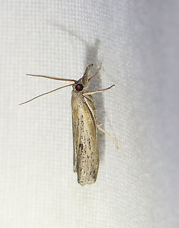 Changeable Grass-veneer - Fissicrambus mutabilis TL: ~12 mm. FW with tawny streak along inner margin. Jagged median and ST lines. Host: Grass. Status: Common.
Habitat: Attracted to a 395 nm LED light in a semi-rural area
2021(62)
https://www.jungledragon.com/image/116916/changeable_grass-veneer_-_fissicrambus_mutabilis.html Changeable grass-veneer,Fissicrambus mutabilis,Geotagged,Spring,United States