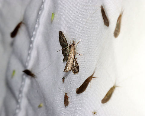 Changeable Grass-veneer - Fissicrambus mutabilis The ID is for the middle moth that's on top of the pug.

TL: ~12 mm. FW with tawny streak along inner margin. Jagged median and ST lines. Host: Grass. Status: Common.

Habitat: Attracted to a 395 nm LED light in a semi-rural area

2021(62)
https://www.jungledragon.com/image/116915/changeable_grass-veneer_-_fissicrambus_mutabilis.html Changeable grass-veneer,Crambidae,Fissicrambus,Fissicrambus mutabilis,Geotagged,Spring,United States,moth