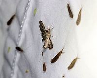 Changeable Grass-veneer - Fissicrambus mutabilis The ID is for the middle moth that's on top of the pug.<br />
<br />
TL: ~12 mm. FW with tawny streak along inner margin. Jagged median and ST lines. Host: Grass. Status: Common.<br />
<br />
Habitat: Attracted to a 395 nm LED light in a semi-rural area<br />
<br />
2021(62)<br />
https://www.jungledragon.com/image/116915/changeable_grass-veneer_-_fissicrambus_mutabilis.html Changeable grass-veneer,Crambidae,Fissicrambus,Fissicrambus mutabilis,Geotagged,Spring,United States,moth