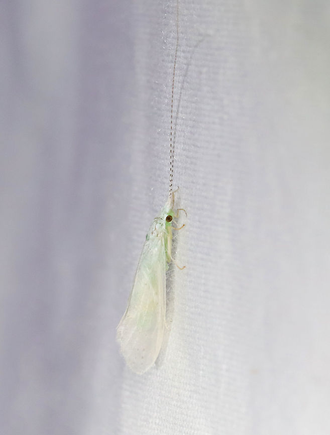 White Miller Caddisfly - Nectopsyche albida Very pale caddisfly with some pan spots on its wings. Greenish body and striped antennae.<br />
<br />
Habitat: Attracted to a light; semi-rural area Geotagged,Leptoceridae,Nectopsyche,Nectopsyche albida,Spring,United States,caddisfly,long-horned caddisfly,white miller