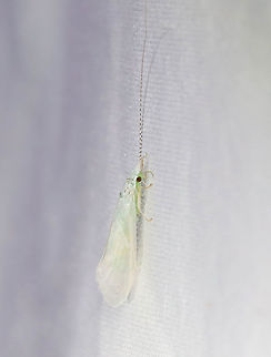 White Miller Caddisfly - Nectopsyche albida Very pale caddisfly with some pan spots on its wings. Greenish body and striped antennae.

Habitat: Attracted to a light; semi-rural area Geotagged,Leptoceridae,Nectopsyche,Nectopsyche albida,Spring,United States,caddisfly,long-horned caddisfly,white miller