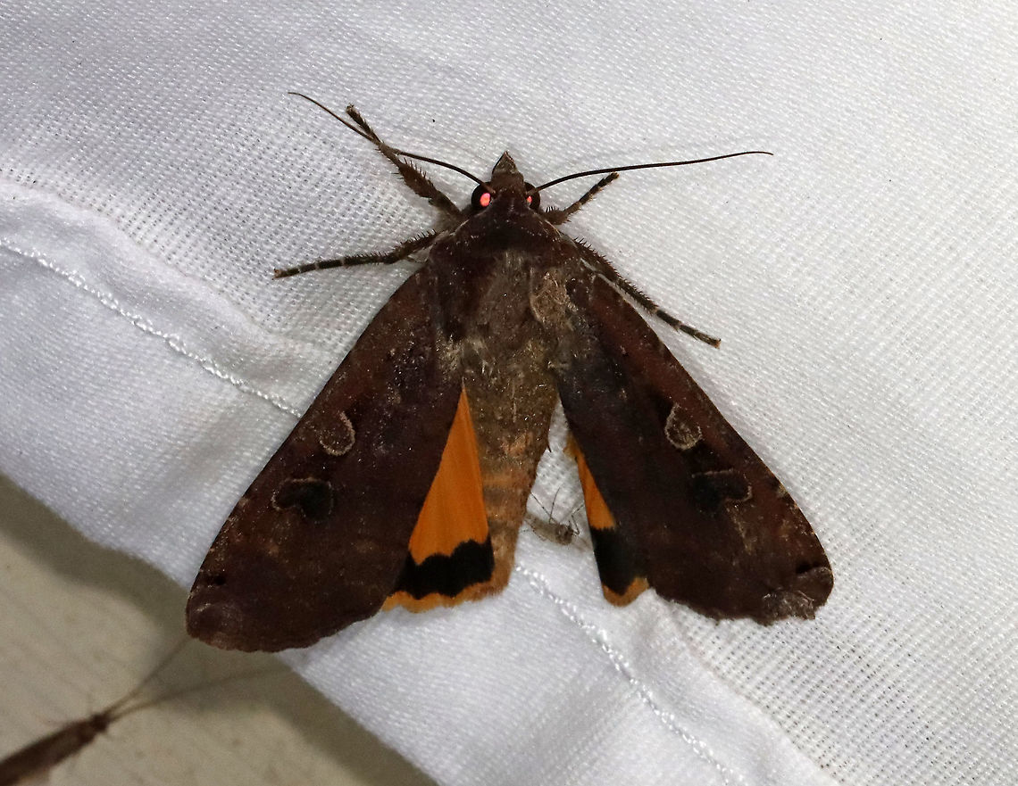 Large Yellow Underwing - Noctua pronuba TL: ~30 mm. FW was dark brown; reniform spot with black scales; black subapical patch. HW is orange with black terminal band. Hosts: Grasses and low plants. Status : Common<br />
<br />
Habitat: Attracted to a 395 nm LED light in a semi-rural area<br />
<br />
2021(63) Geotagged,Large yellow underwing,Noctua,Noctua pronuba,Noctuidae,Spring,United States,moth