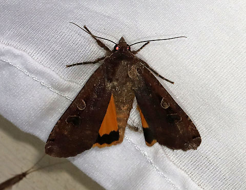 Large Yellow Underwing - Noctua pronuba TL: ~30 mm. FW was dark brown; reniform spot with black scales; black subapical patch. HW is orange with black terminal band. Hosts: Grasses and low plants. Status : Common

Habitat: Attracted to a 395 nm LED light in a semi-rural area

2021(63) Geotagged,Large yellow underwing,Noctua,Noctua pronuba,Noctuidae,Spring,United States,moth