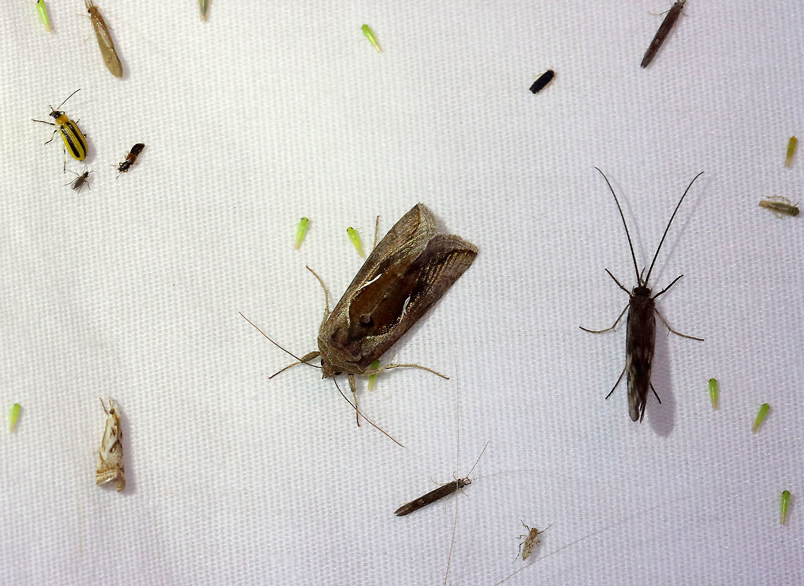 Celery Looper - Anagrapha falcifera *ID is for the large moth in the center<br />
<br />
TL: ~ 20 mm. Grayish brown FW; slanting white stigma meets inner part of AM line. Hosts: Low plants, such as dandelion, celery, and clover. Status: Common.<br />
<br />
Habitat: Attracted to a 395 nm LED light in a semi-rural area<br />
<br />
2021(64)<br />
<figure class="photo"><a href="https://www.jungledragon.com/image/116972/celery_looper_-_anagrapha_falcifera.html" title="Celery Looper - Anagrapha falcifera"><img src="https://s3.amazonaws.com/media.jungledragon.com/images/3232/116972_thumb.jpg?AWSAccessKeyId=05GMT0V3GWVNE7GGM1R2&Expires=1769040010&Signature=EbC1BXhbRqRA2%2BOLVbebjBOnHEg%3D" width="200" height="152" alt="Celery Looper - Anagrapha falcifera TL: ~ 20 mm. Grayish brown FW; slanting white stigma meets inner part of AM line. Hosts: Low plants, such as dandelion, celery, and clover. Status: Common.<br />
<br />
Habitat: Attracted to a 395 nm LED light in a semi-rural area<br />
<br />
2021(64)<br />
https://www.jungledragon.com/image/116971/celery_looper_-_anagrapha_falcifera.html Anagrapha falcifera,Celery looper,Geotagged,Summer,United States" /></a></figure> Anagrapha,Anagrapha falcifera,Celery looper,Geotagged,Noctuidae,Summer,United States,looper,moth