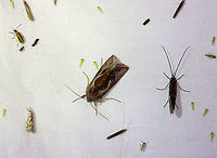 Celery Looper - Anagrapha falcifera *ID is for the large moth in the center<br />
<br />
TL: ~ 20 mm. Grayish brown FW; slanting white stigma meets inner part of AM line. Hosts: Low plants, such as dandelion, celery, and clover. Status: Common.<br />
<br />
Habitat: Attracted to a 395 nm LED light in a semi-rural area<br />
<br />
2021(64)<br />
https://www.jungledragon.com/image/116972/celery_looper_-_anagrapha_falcifera.html Anagrapha,Anagrapha falcifera,Celery looper,Geotagged,Noctuidae,Summer,United States,looper,moth