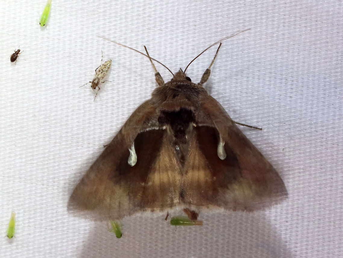 Celery Looper - Anagrapha falcifera TL: ~ 20 mm. Grayish brown FW; slanting white stigma meets inner part of AM line. Hosts: Low plants, such as dandelion, celery, and clover. Status: Common.<br />
<br />
Habitat: Attracted to a 395 nm LED light in a semi-rural area<br />
<br />
2021(64)<br />
<figure class="photo"><a href="https://www.jungledragon.com/image/116971/celery_looper_-_anagrapha_falcifera.html" title="Celery Looper - Anagrapha falcifera"><img src="https://s3.amazonaws.com/media.jungledragon.com/images/3232/116971_thumb.jpg?AWSAccessKeyId=05GMT0V3GWVNE7GGM1R2&Expires=1759968010&Signature=k0OE1yjgGg54liJPDf3BP8wk1fE%3D" width="200" height="146" alt="Celery Looper - Anagrapha falcifera *ID is for the large moth in the center<br />
<br />
TL: ~ 20 mm. Grayish brown FW; slanting white stigma meets inner part of AM line. Hosts: Low plants, such as dandelion, celery, and clover. Status: Common.<br />
<br />
Habitat: Attracted to a 395 nm LED light in a semi-rural area<br />
<br />
2021(64)<br />
https://www.jungledragon.com/image/116972/celery_looper_-_anagrapha_falcifera.html Anagrapha,Anagrapha falcifera,Celery looper,Geotagged,Noctuidae,Summer,United States,looper,moth" /></a></figure> Anagrapha falcifera,Celery looper,Geotagged,Summer,United States