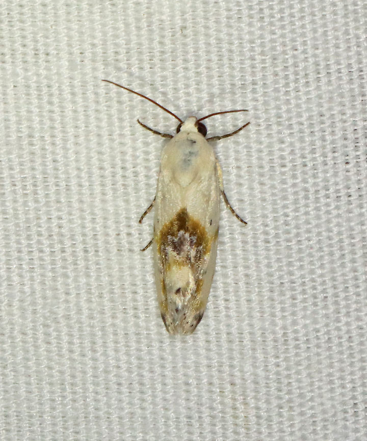 Olive-shaded Bird-dropping Moth - Ponometia candefacta TL: ~12 mm. White FW with yellowish green pattern in median area. Gray reniform spot. Host: Ragweed. Status: Common.<br />
<br />
Habitat: Attracted to a 395 nm LED light in a semi-rural area<br />
<br />
2021(65) Geotagged,Noctuidae,Ponometia,Ponometia candefacta,Summer,United States,bird-dropping moth,moth