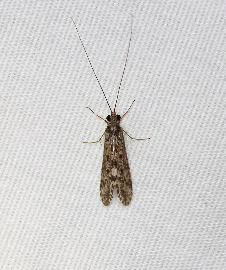 Caddisfly - Trichoptera I have been getting 100&#039;s of caddisflies at my light each night. They are common visitors, but their numbers have been much greater this spring. <br />
<br />
Check out this video of my sheet from a couple nights ago...the insects on the sheet are mostly caddisflies!:<br />
<section class="video"><iframe width="448" height="252" src="https://player.vimeo.com/video/565733587?title=0&byline=0&portrait=0" frameborder="0"></iframe></section><br />
<br />
You can tell that they prefer the LED strip light to the hanging one! Geotagged,Spring,Trichoptera,United States,caddisfly