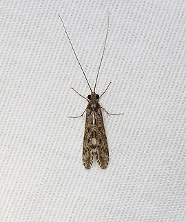 Caddisfly - Trichoptera I have been getting 100's of caddisflies at my light each night. They are common visitors, but their numbers have been much greater this spring. 

Check out this video of my sheet from a couple nights ago...the insects on the sheet are mostly caddisflies!:
https://vimeo.com/565733587

You can tell that they prefer the LED strip light to the hanging one! Geotagged,Spring,Trichoptera,United States,caddisfly