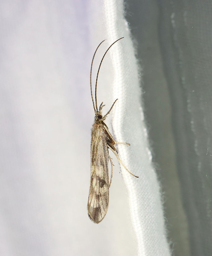 Caddisfly - Trichoptera, Molanna uniophila *Species is tentative<br />
<br />
Habitat: Attracted to a 395 nm LED light in a semi-rural area Geotagged,Molanna,Molanna uniophila,Spring,Trichoptera,United States,caddisfly