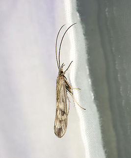 Caddisfly - Trichoptera, Molanna uniophila *Species is tentative

Habitat: Attracted to a 395 nm LED light in a semi-rural area Geotagged,Molanna,Molanna uniophila,Spring,Trichoptera,United States,caddisfly