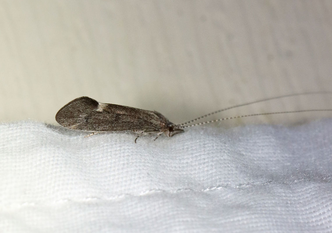 Caddisfly - Trichoptera, maybe  Ceraclea sp.? Habitat: Attracted to a 395 nm LED light in a semi-rural area Caddisfly,Ceraclea,Geotagged,Spring,Trichoptera,United States